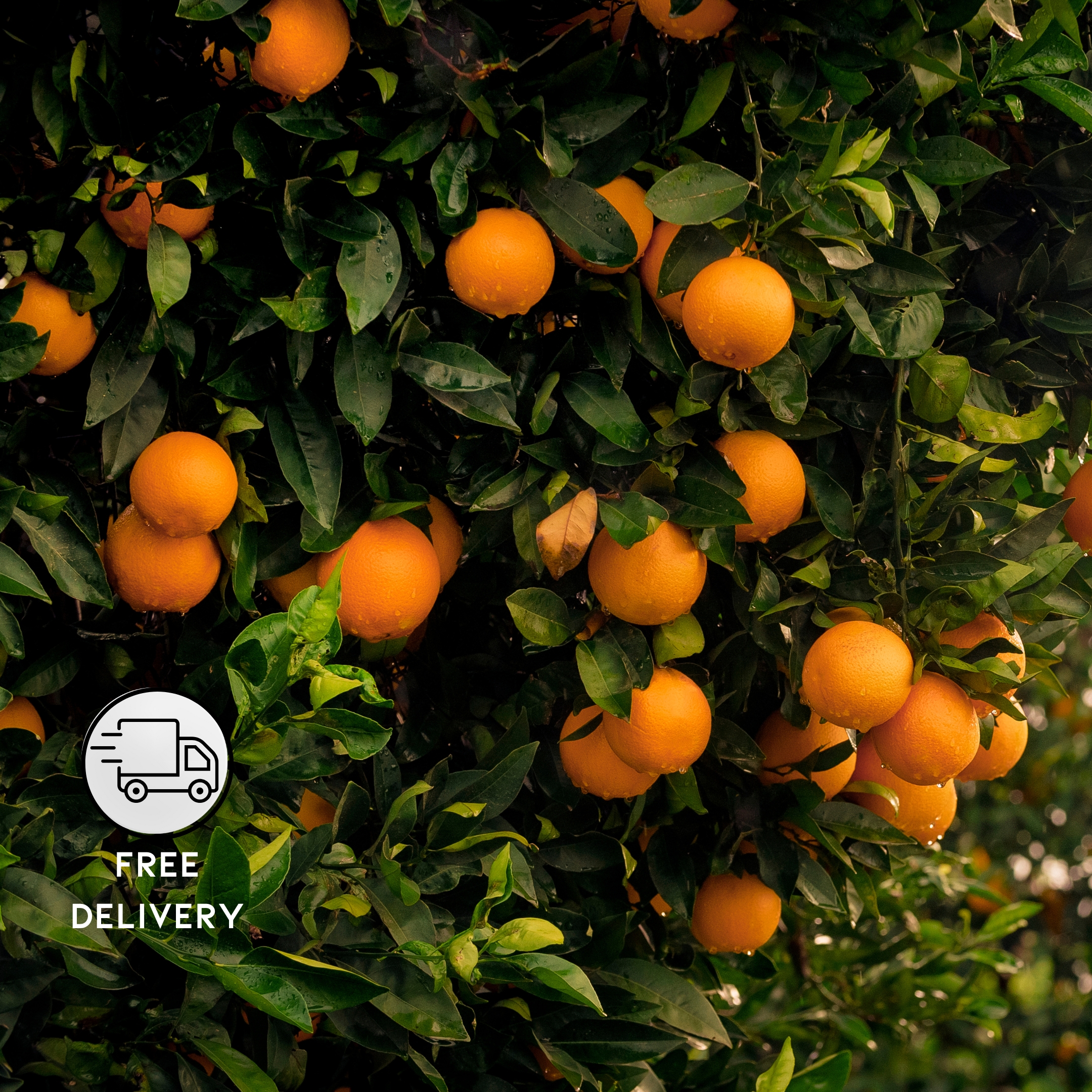 Orange Fruit Plant Live