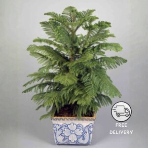 Christmas/Xmas Tree (Balsam Fir Arucaria)