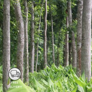 Mahogany Plant Live (Swietenia macrophylla Plant)