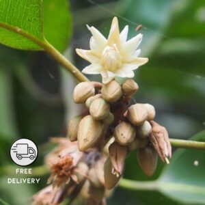 Bakul Flower Plant (Maulsari/Vajradhanthi)