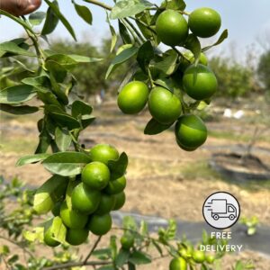 Kagzi Nimboo Lemon Tree Plant