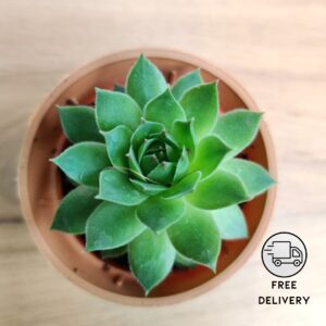 Laxmi Kamal/Lakshmi Kamal Succulent Plant (Graptopetalum macdougallii)