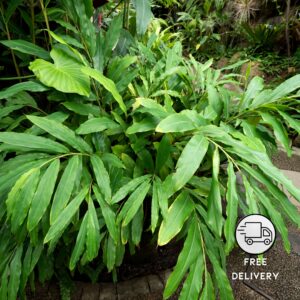 True Cardamom Plant (Elaichi Plant)