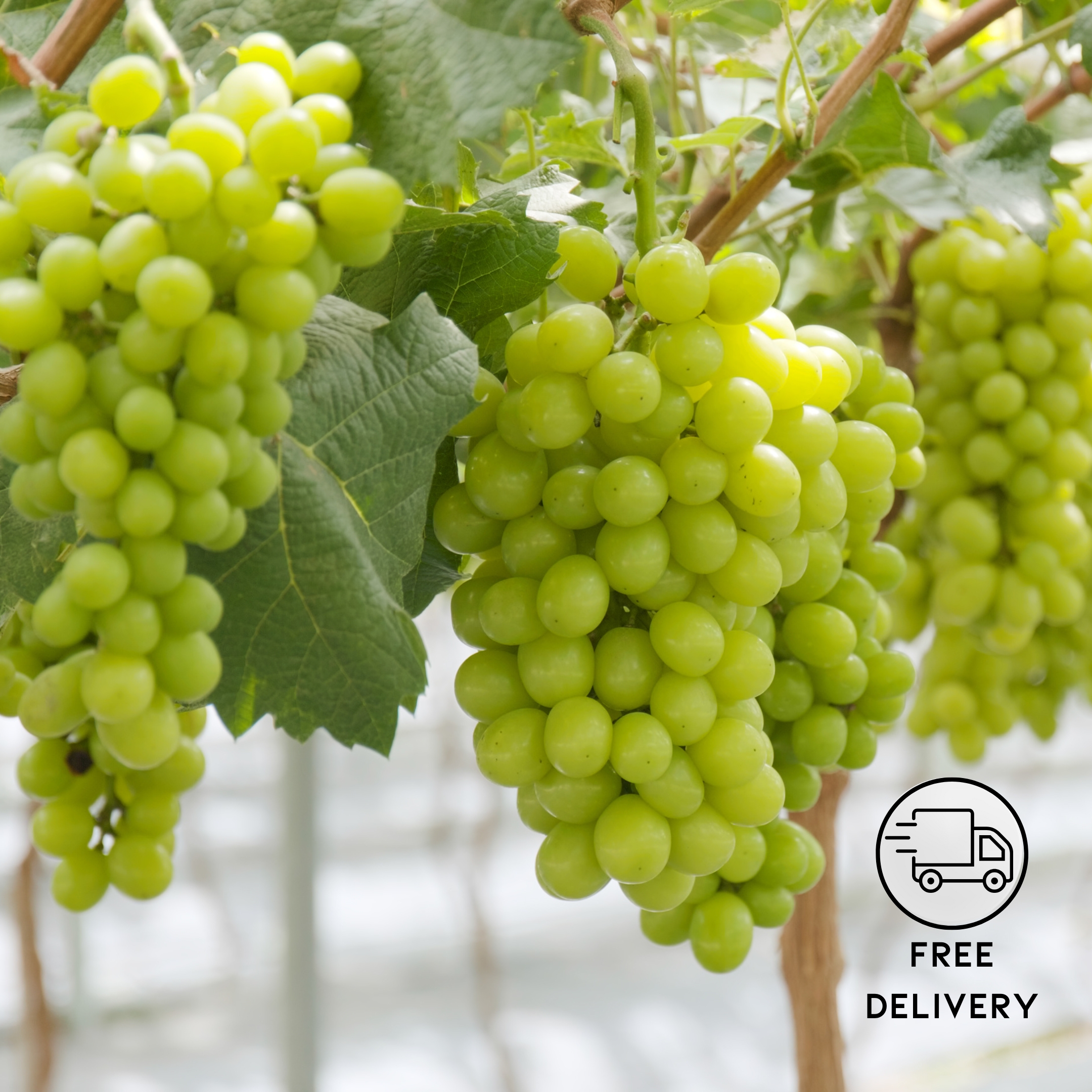 Grape Plant, Angoor Plant (Seedless) – Pack Of 2