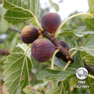 Fig Tree, Common Fig Fruit Plant (Anjeer Fruit)