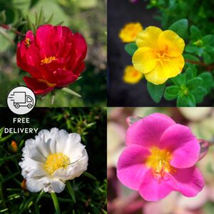 Portulaca Flower Plant, 9 O Clock Plant (Moss Rose) (Any Color)