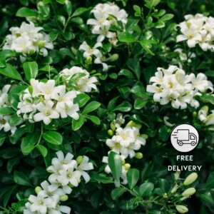 Madhukamini Flower Plant, Murraya paniculata Plant