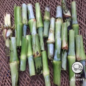 Hybrid Super Napier Grass Sticks - 100 Sticks