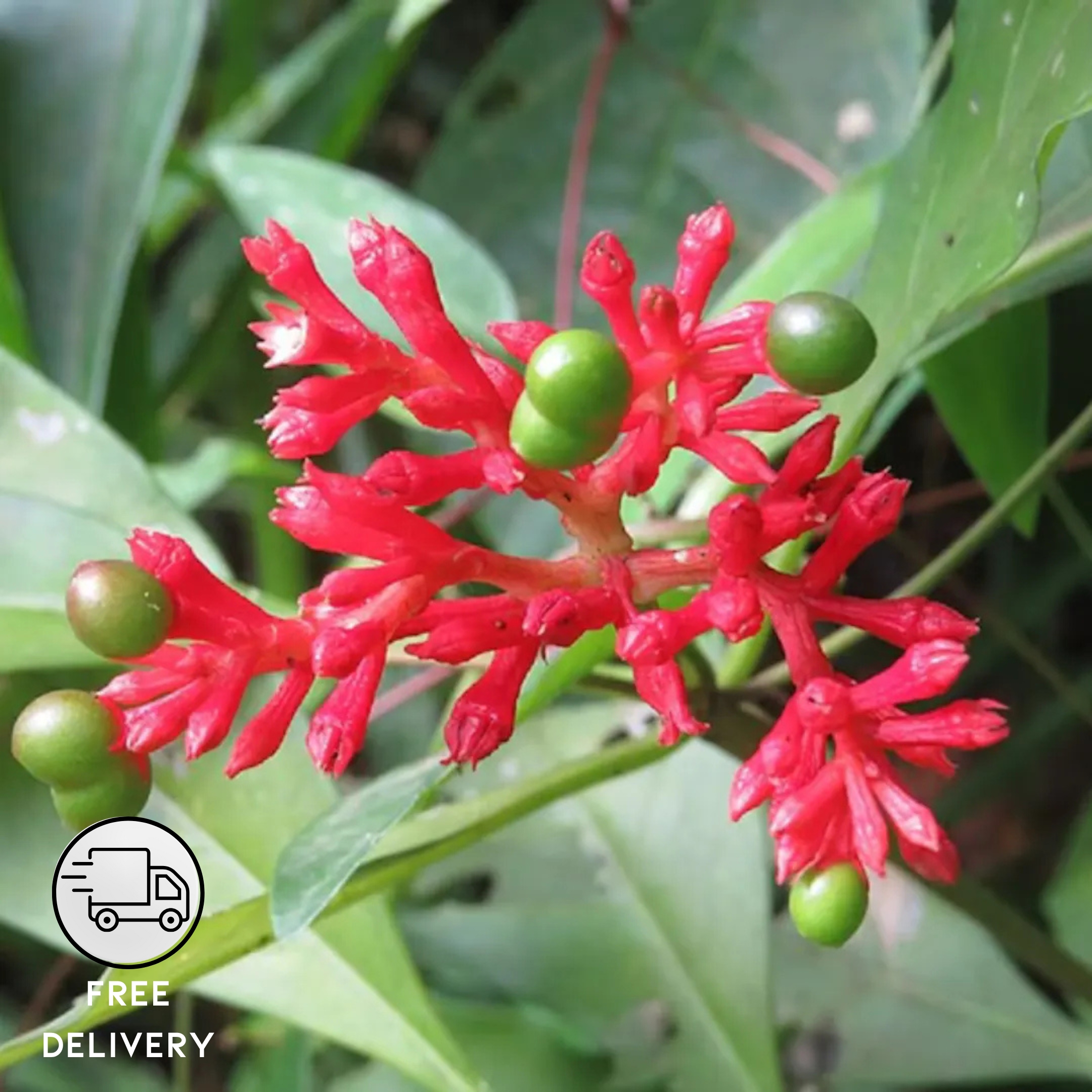 Sarpagandha Live Flower Plant (Rauvolfia serpentina)