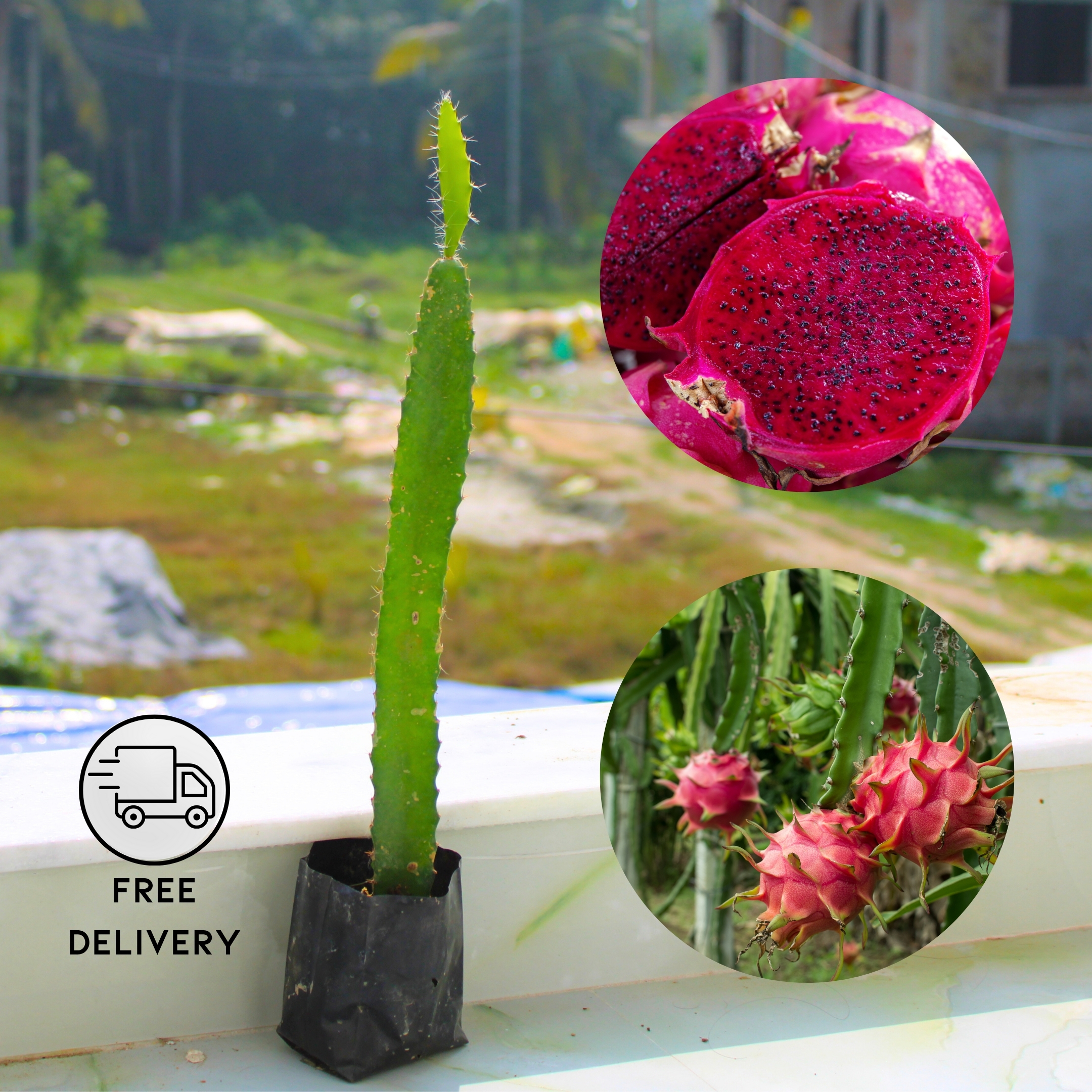 Dragon Fruit - Plant (Pink Flesh)