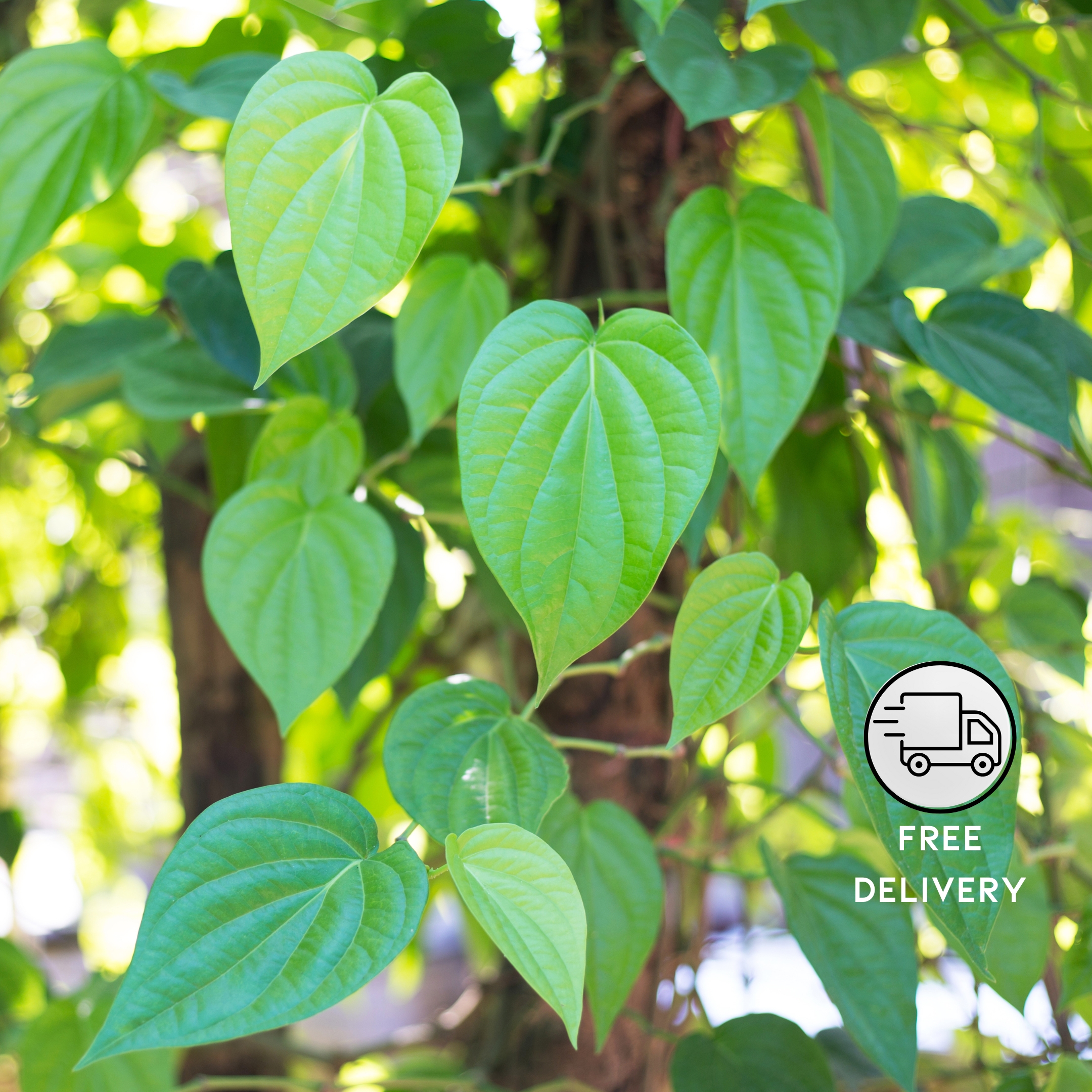 Betel Leaf Plant (Magai Paan Plant) - Pack Of 2