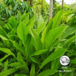 Turmeric/Haldi Live Plant (Curcuma longa)