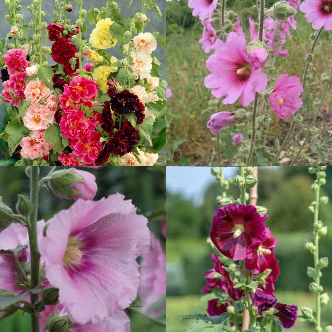 Old Fashioned Pink Hollyhock Seeds (Alcea Setosa) – Flowering Perennial For Your Garden