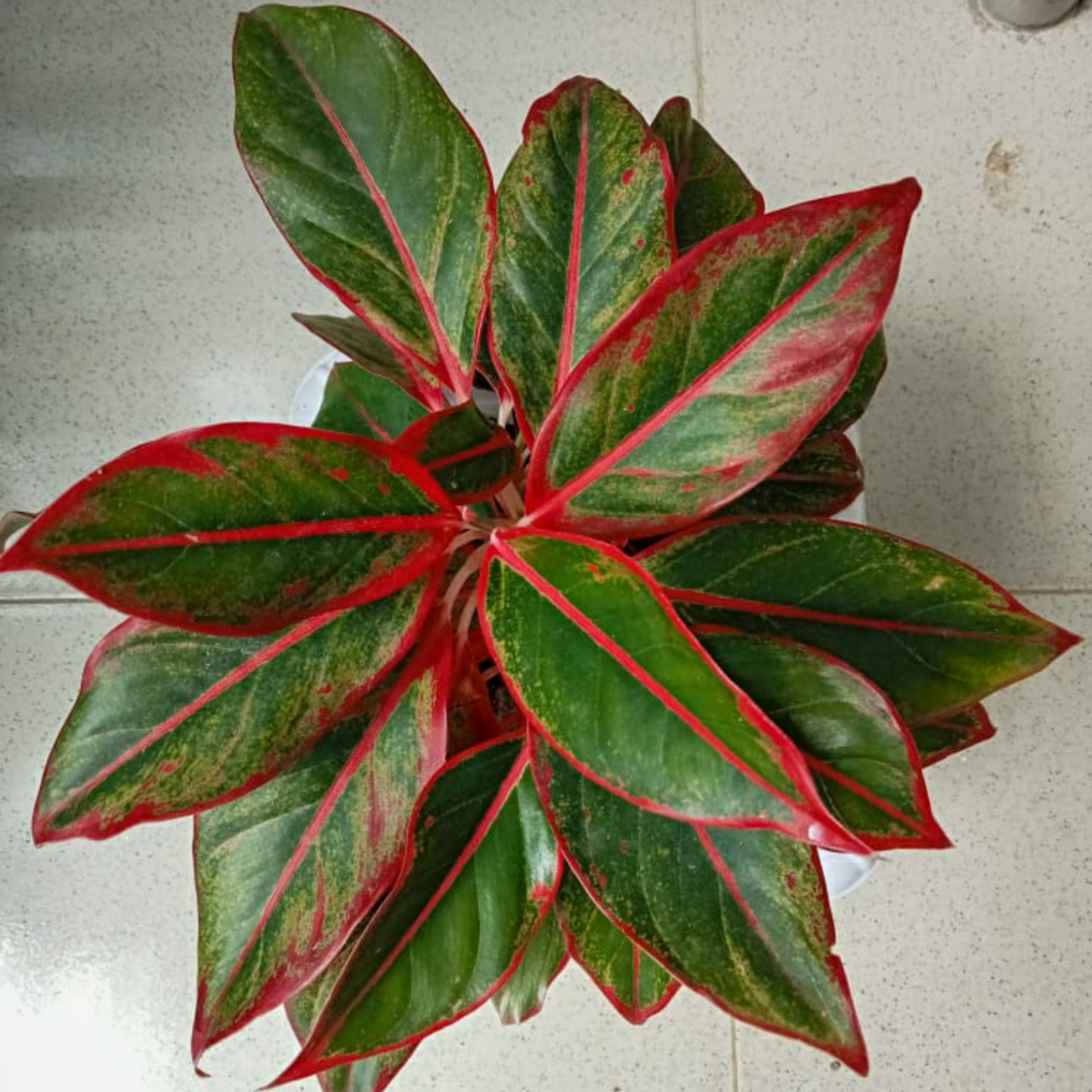 Aglaonema Red Natural Live Plant Indoor - Image 2