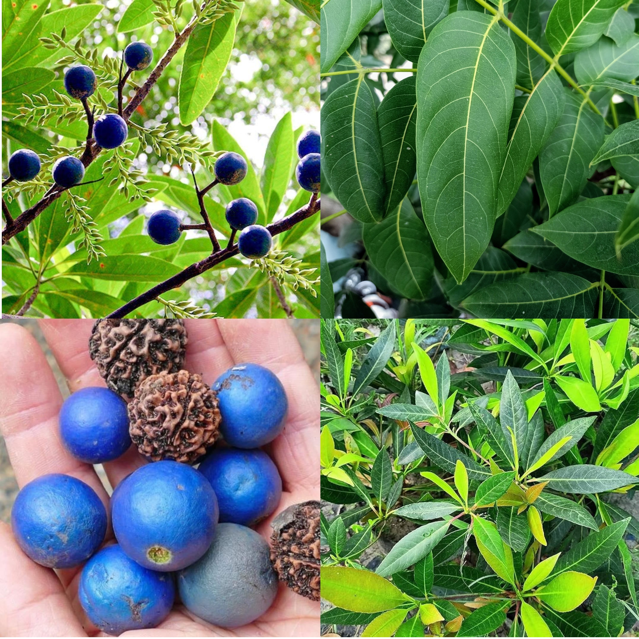 Rudraksha Plant- live plant - Image 2