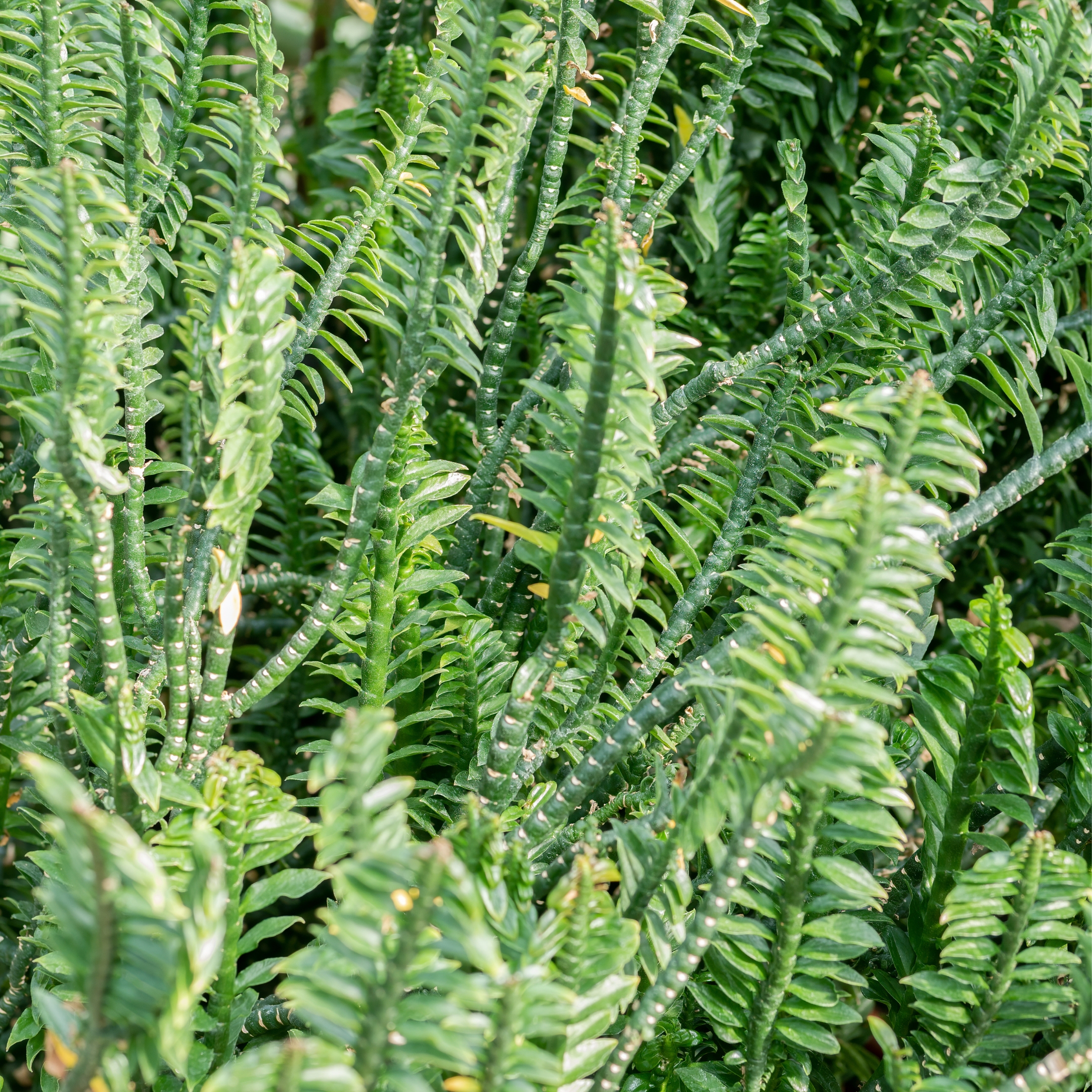 Devil's Backbone Plant (Euphorbia tithymaloides) - Pack Of 2 - Image 2