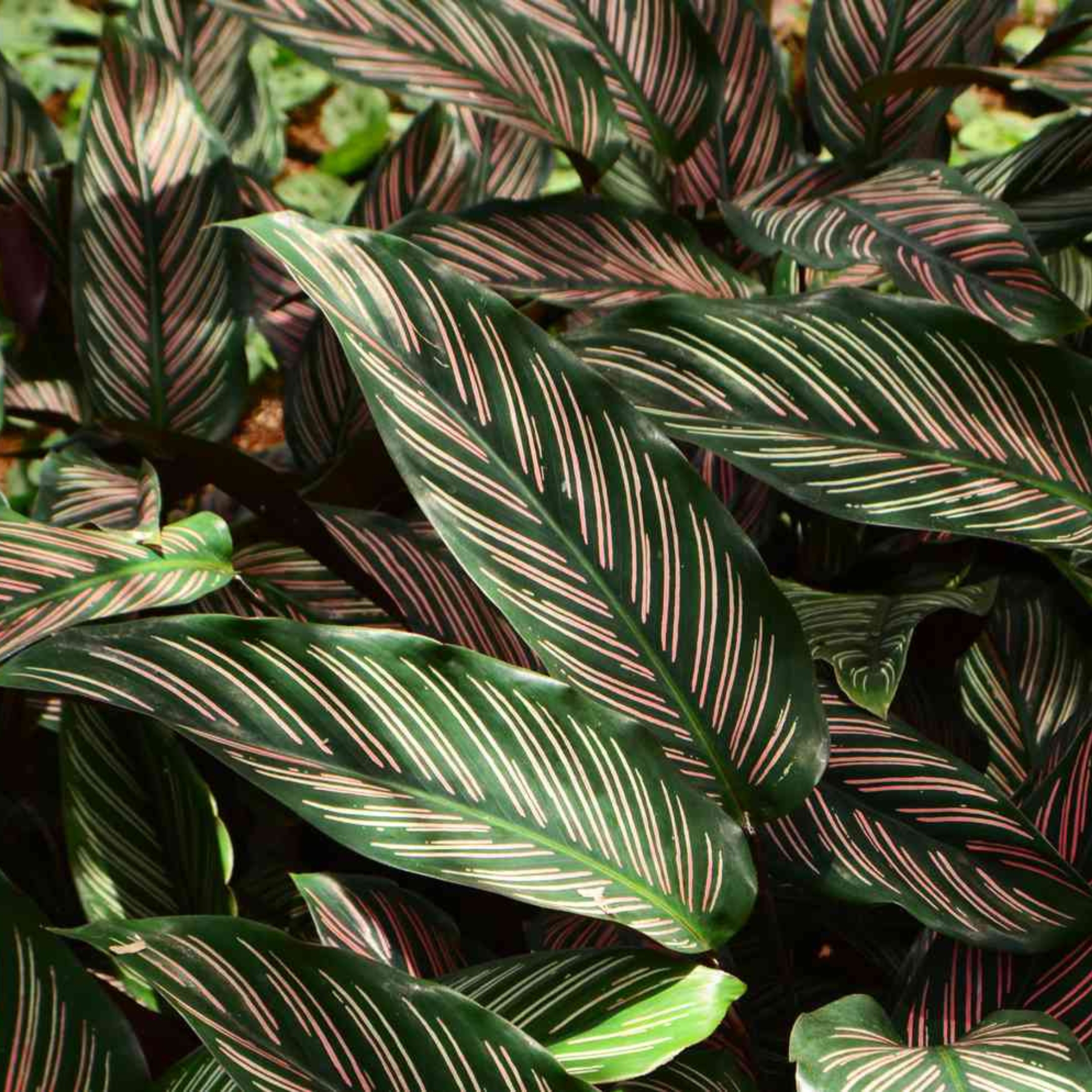 Calathea Ornata Live Plant - Image 2