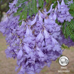 Jacaranda Mimosifolia Flower Plant, (Neel Mohar)