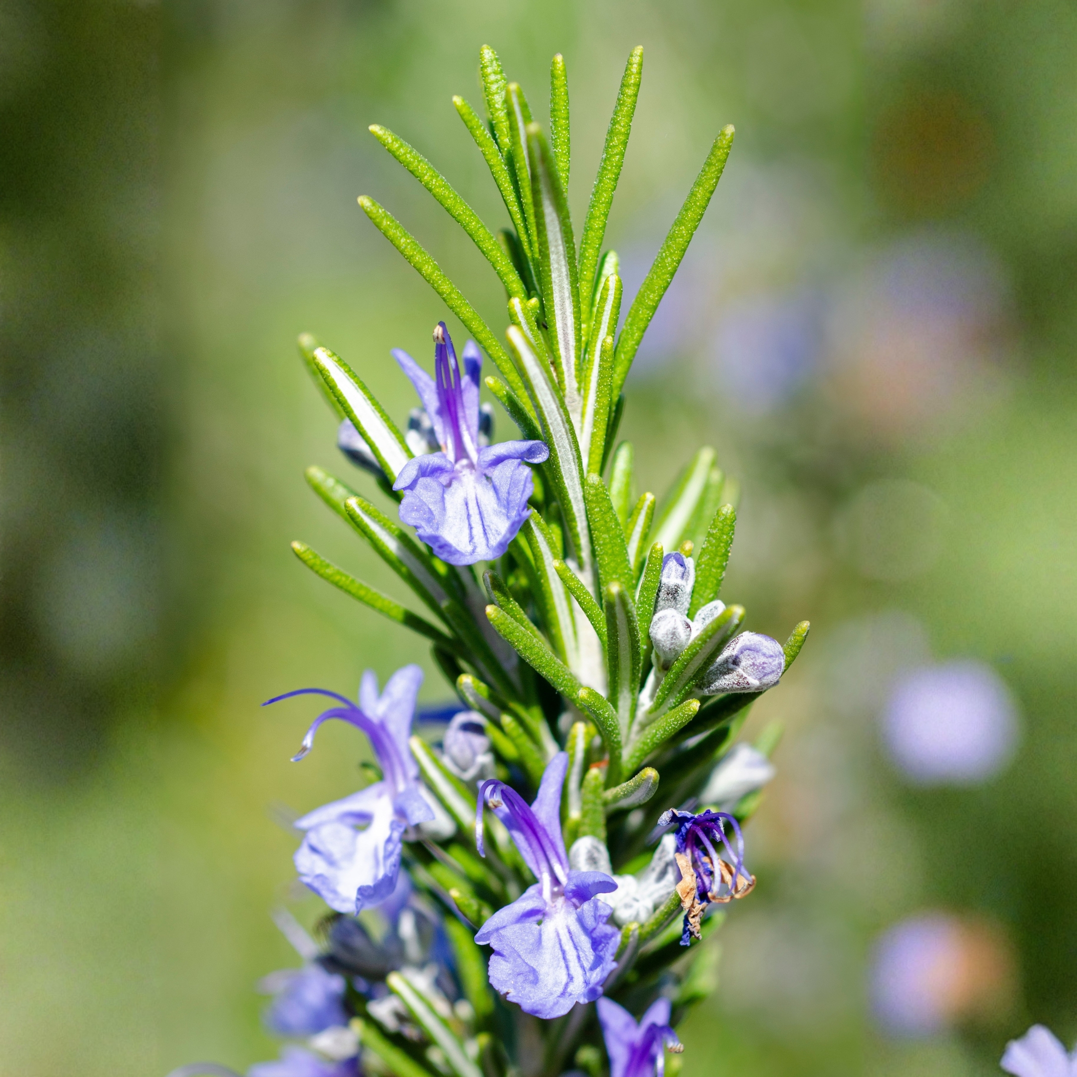 Rosemary Plant - Image 2