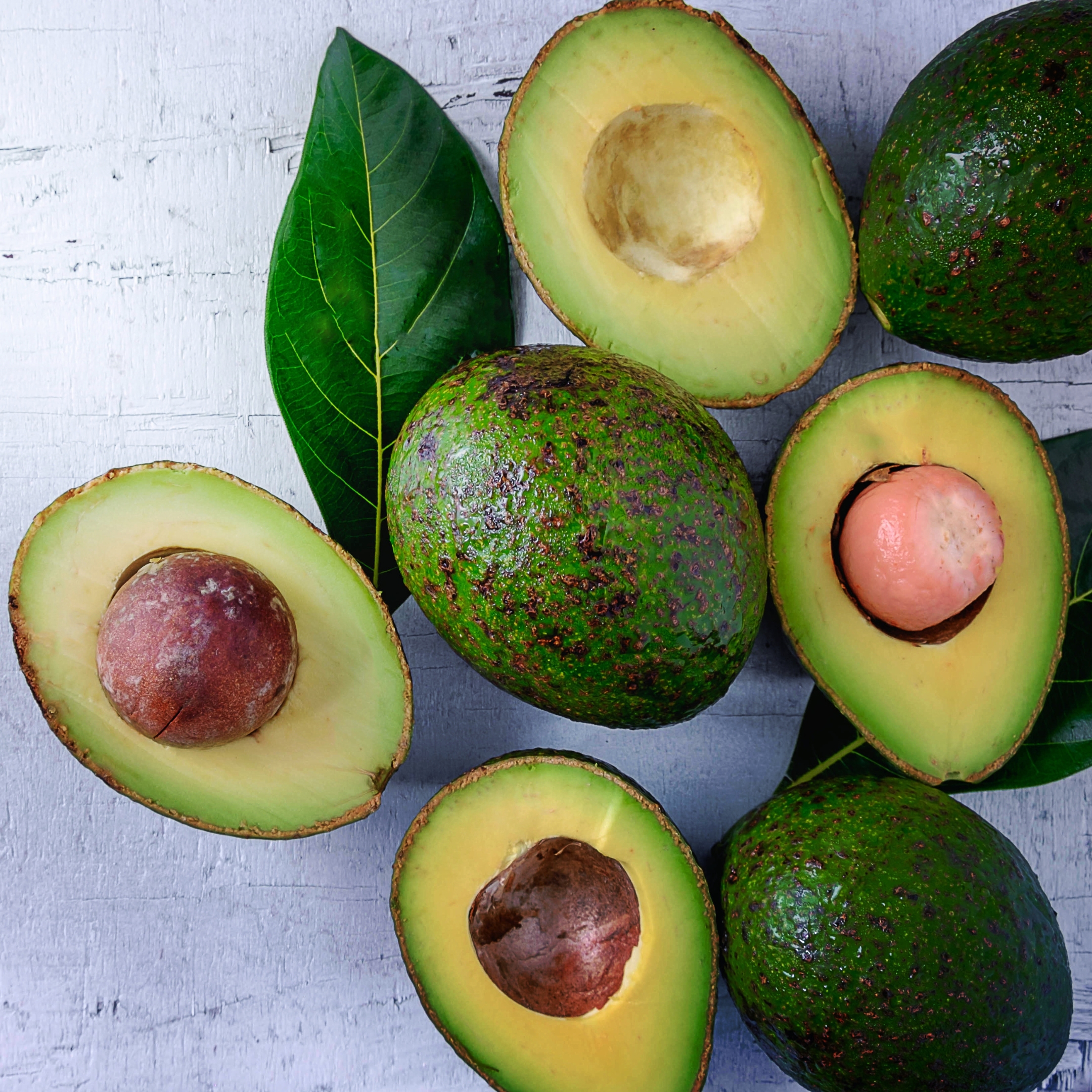 Avocado Live Fruit Plant - Image 2