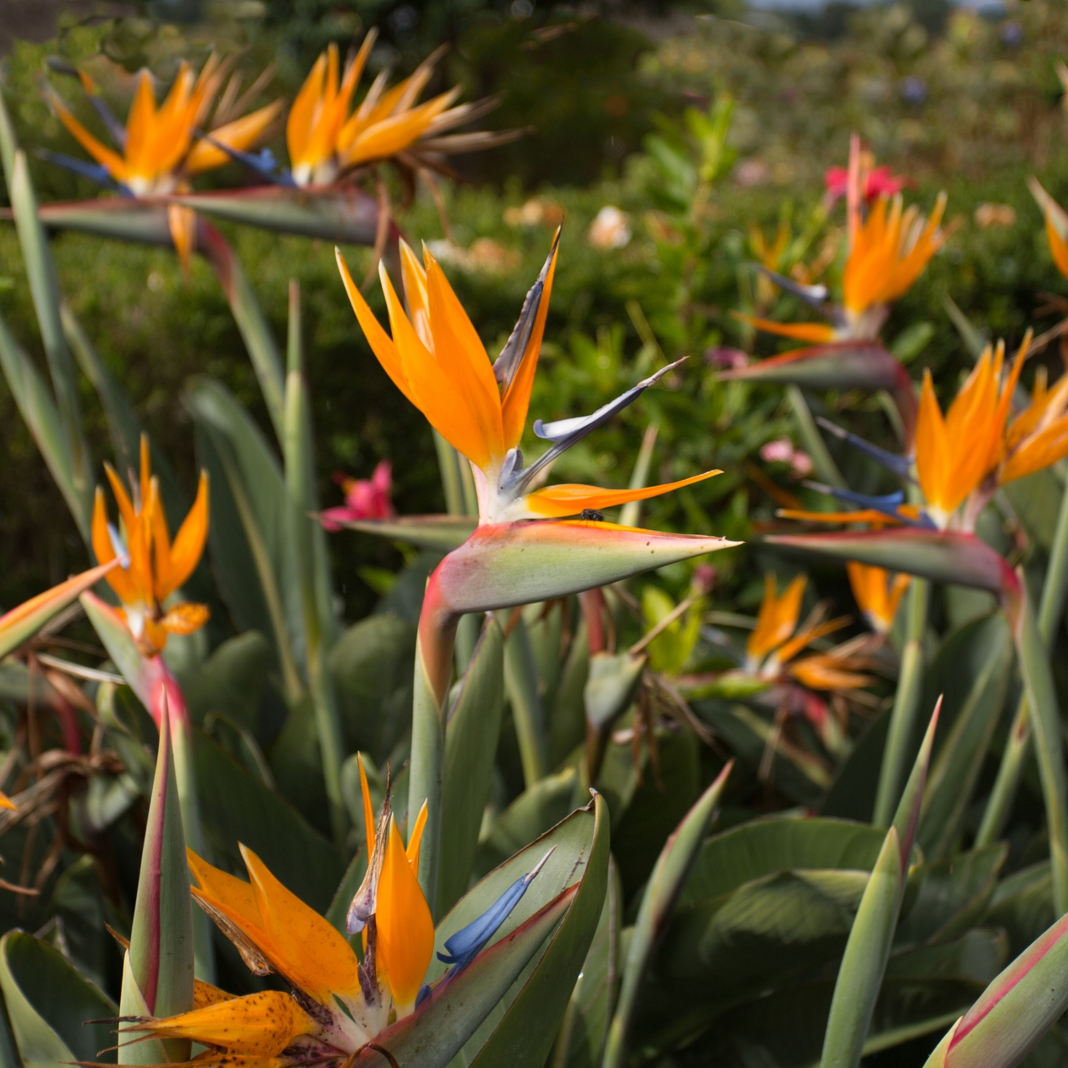 Bird Of Paradise Plant Live - Image 2