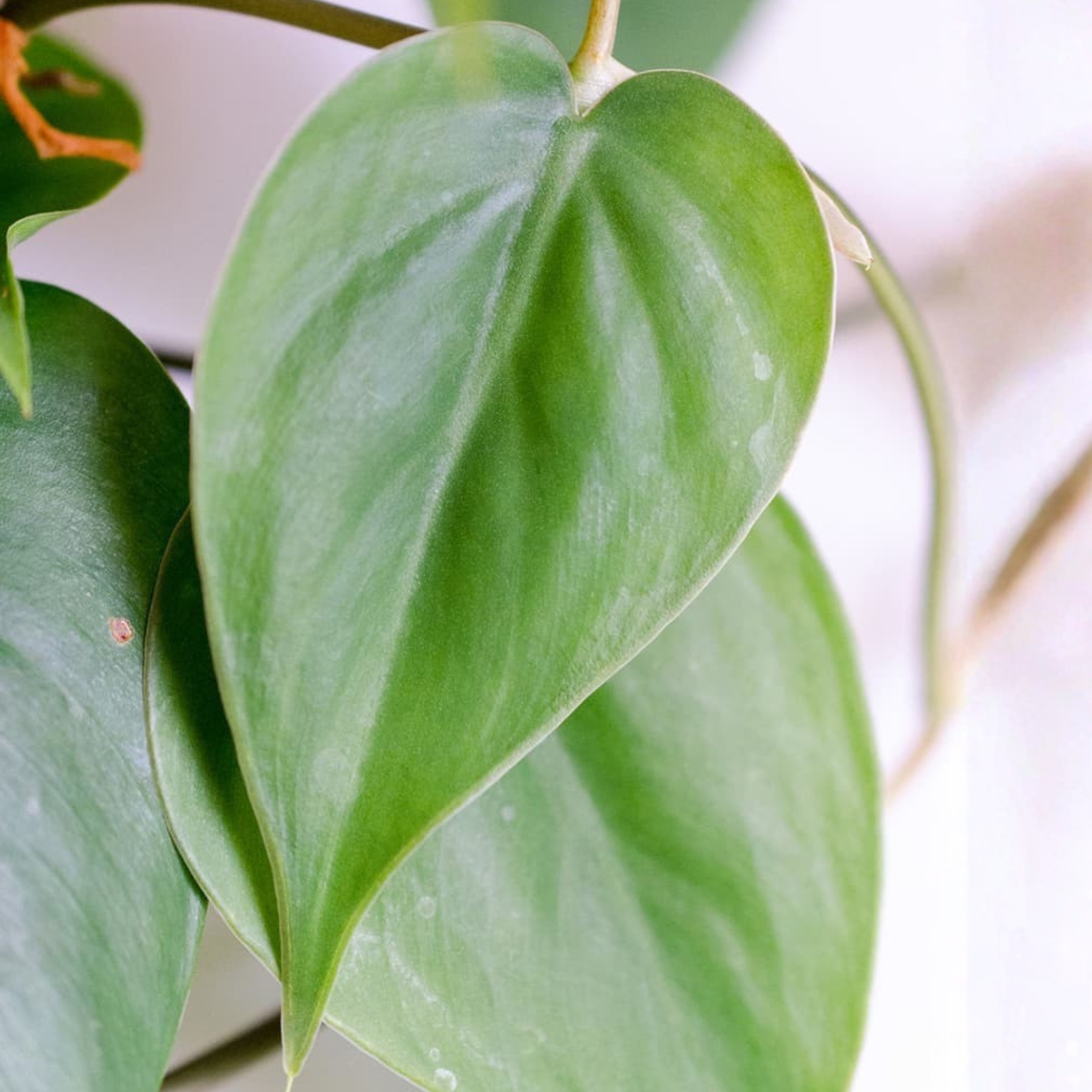 Philodendron Oxycardium Green Live Plant (Heartleaf) - Image 2