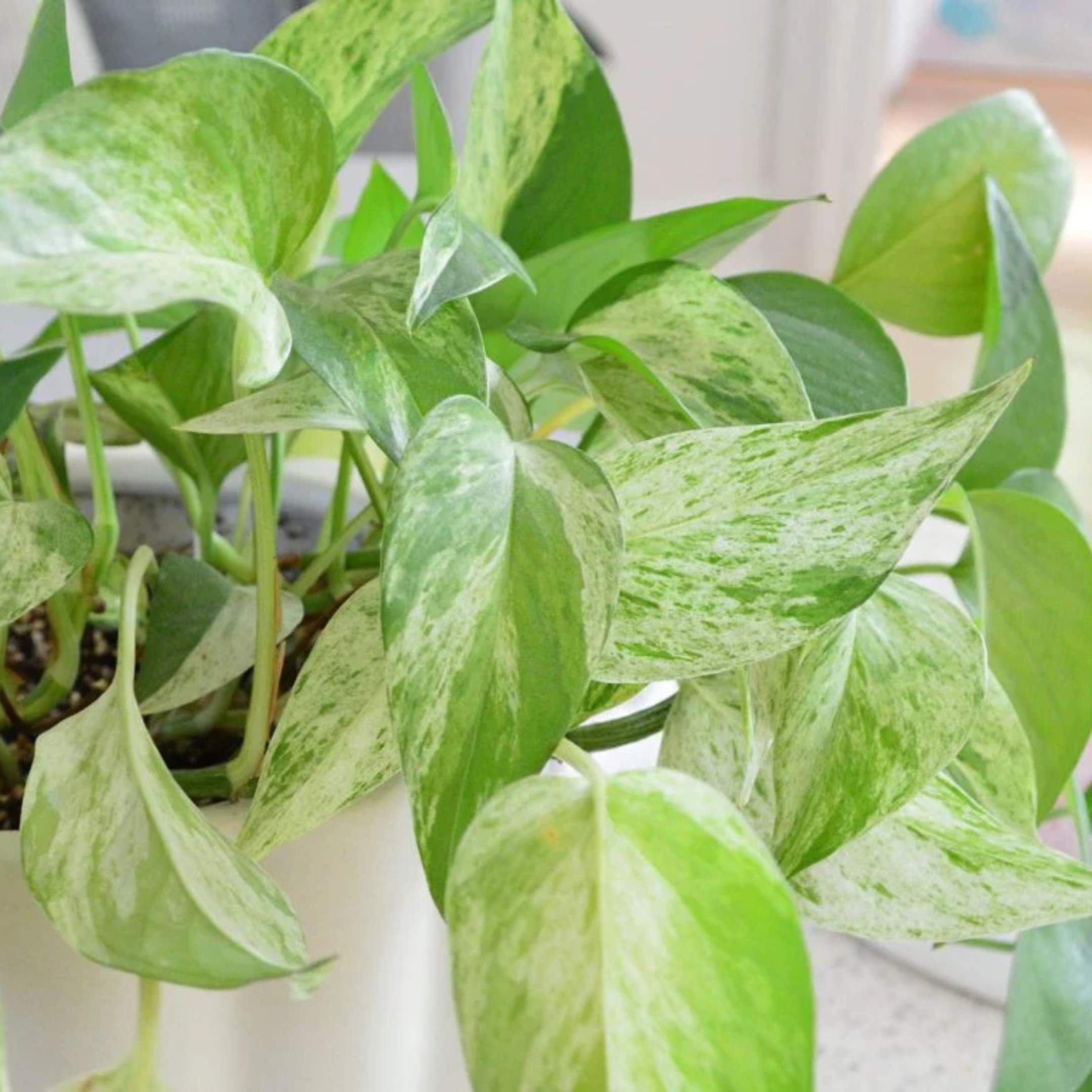 Marble Queen Money Plant Live - Pack Of 2 - Image 2
