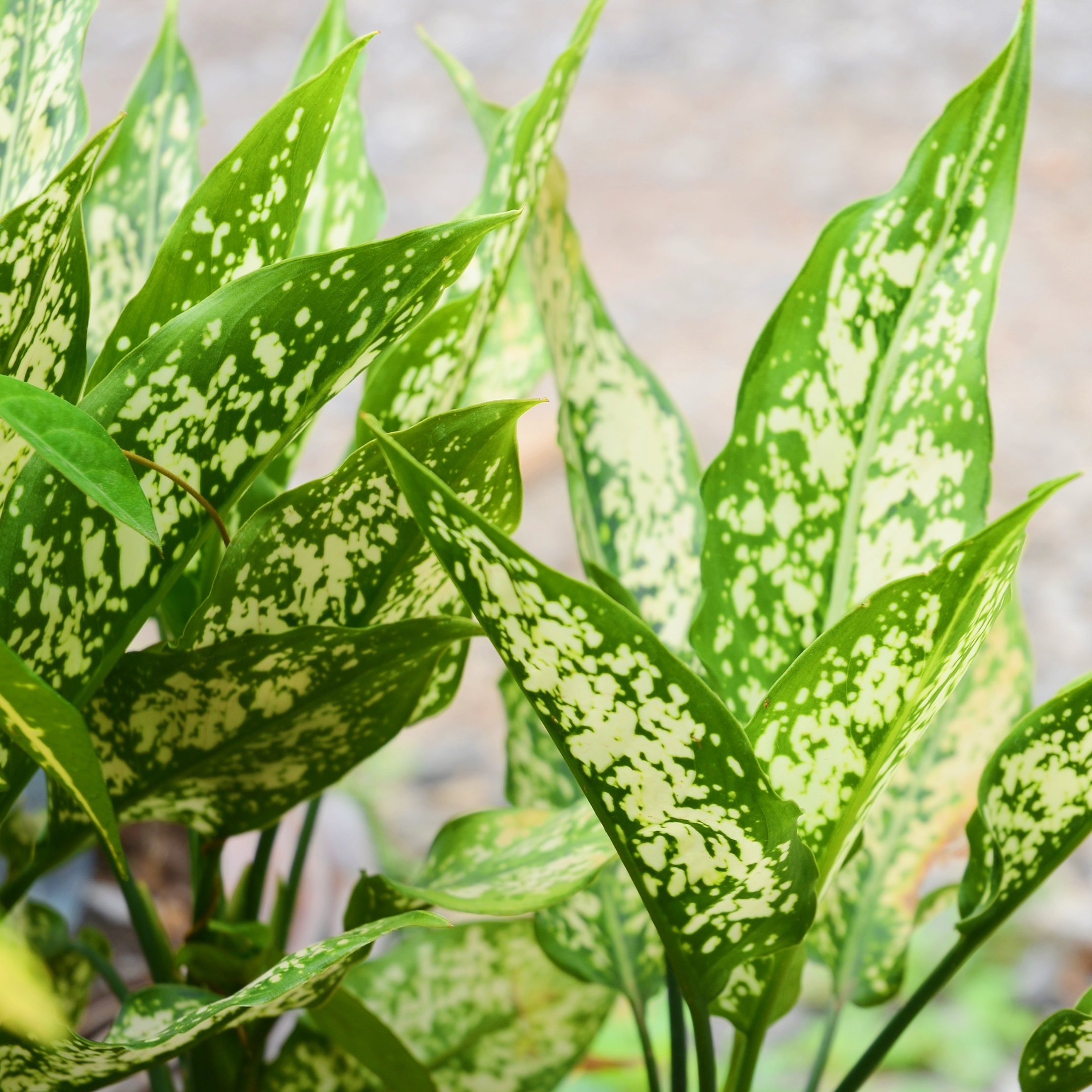 Aglaonema Snow White Plant (Chinese Evergreen Indoor Plant) - Pack Of 2 - Image 2