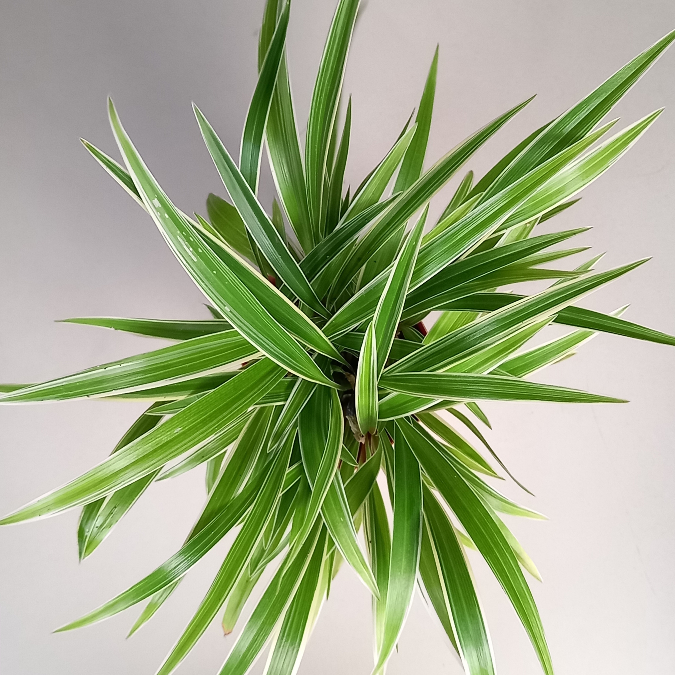 Spider Plant Live - Image 2