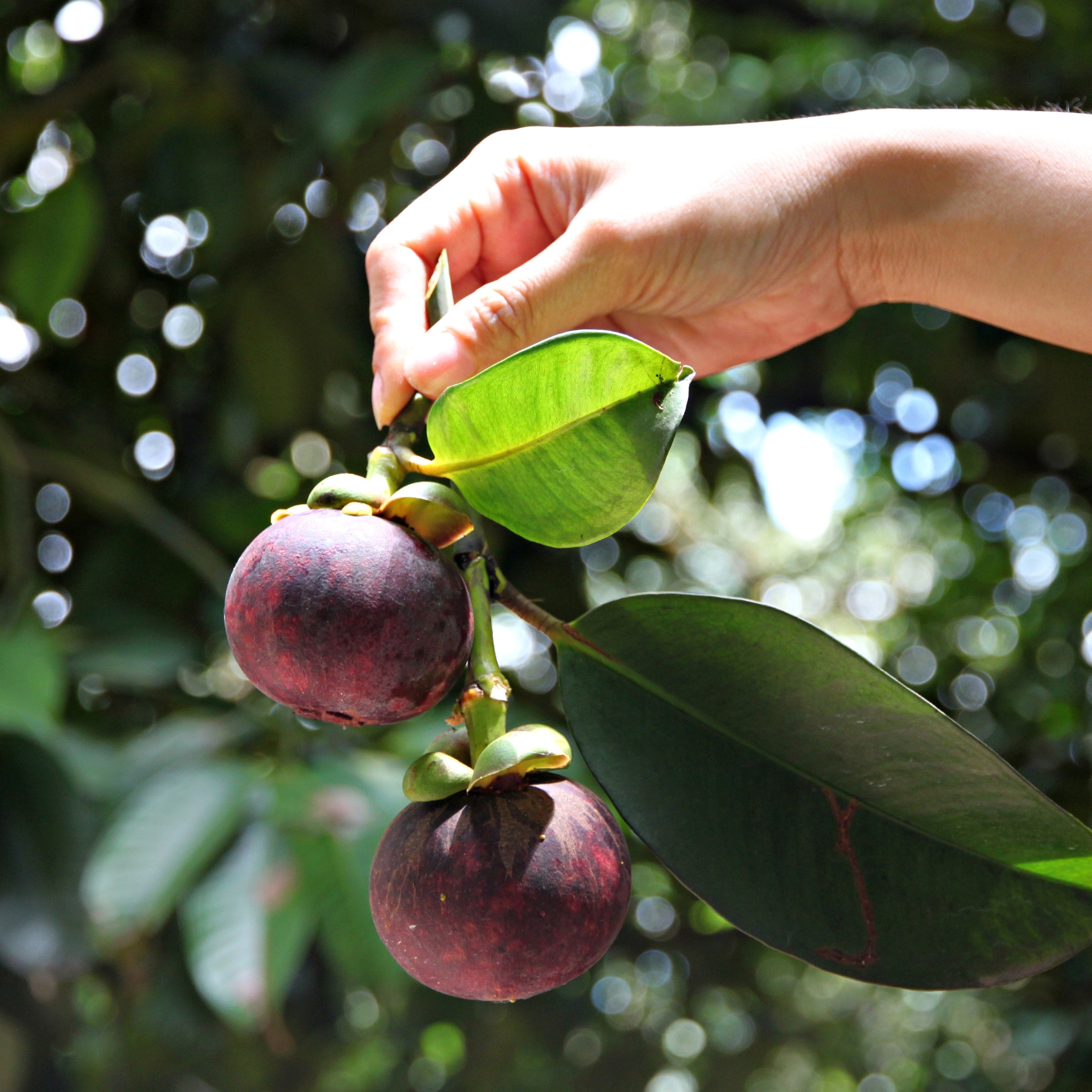 Mangosteen Plant Live - Image 2