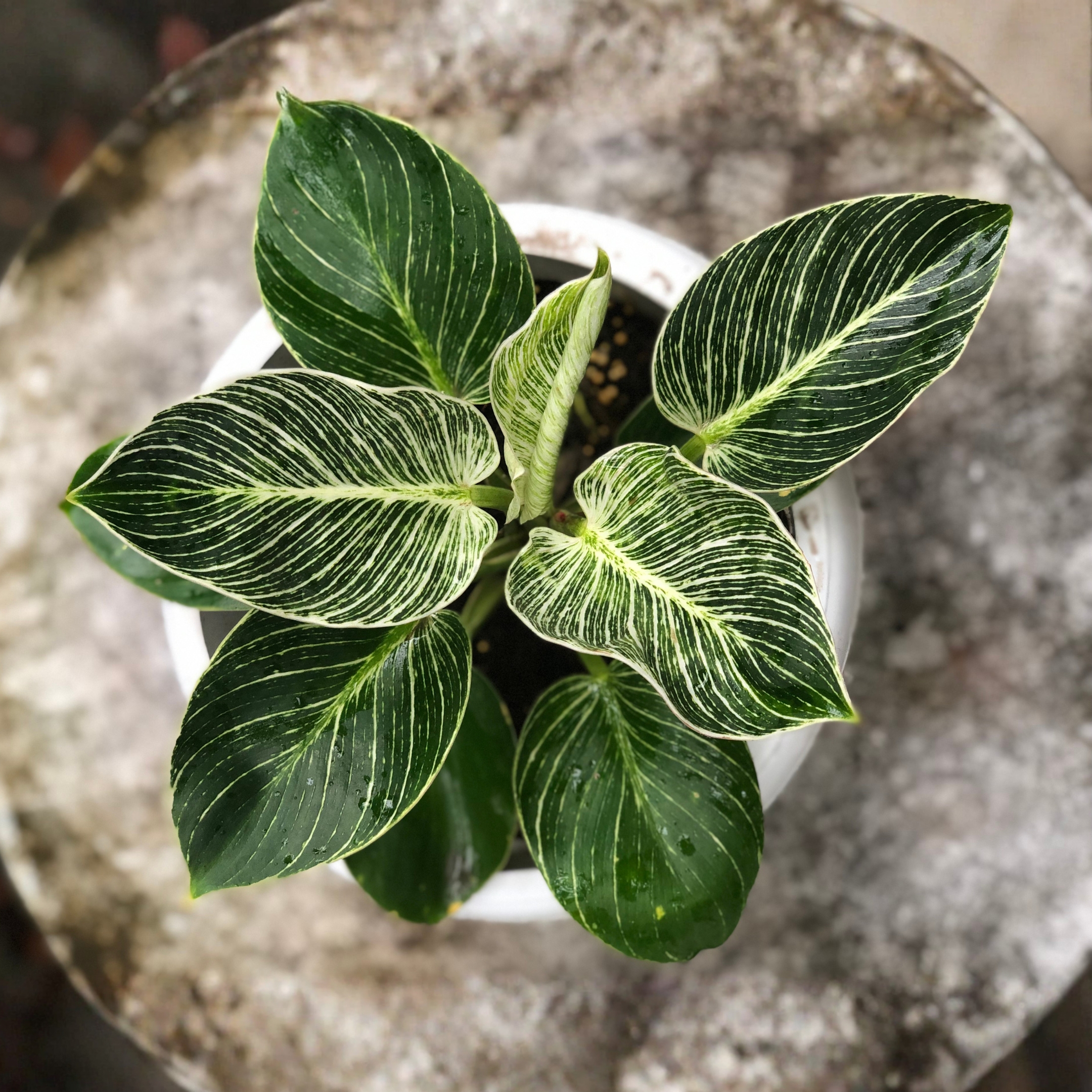 Philodendron Birkin plant Live - Image 2