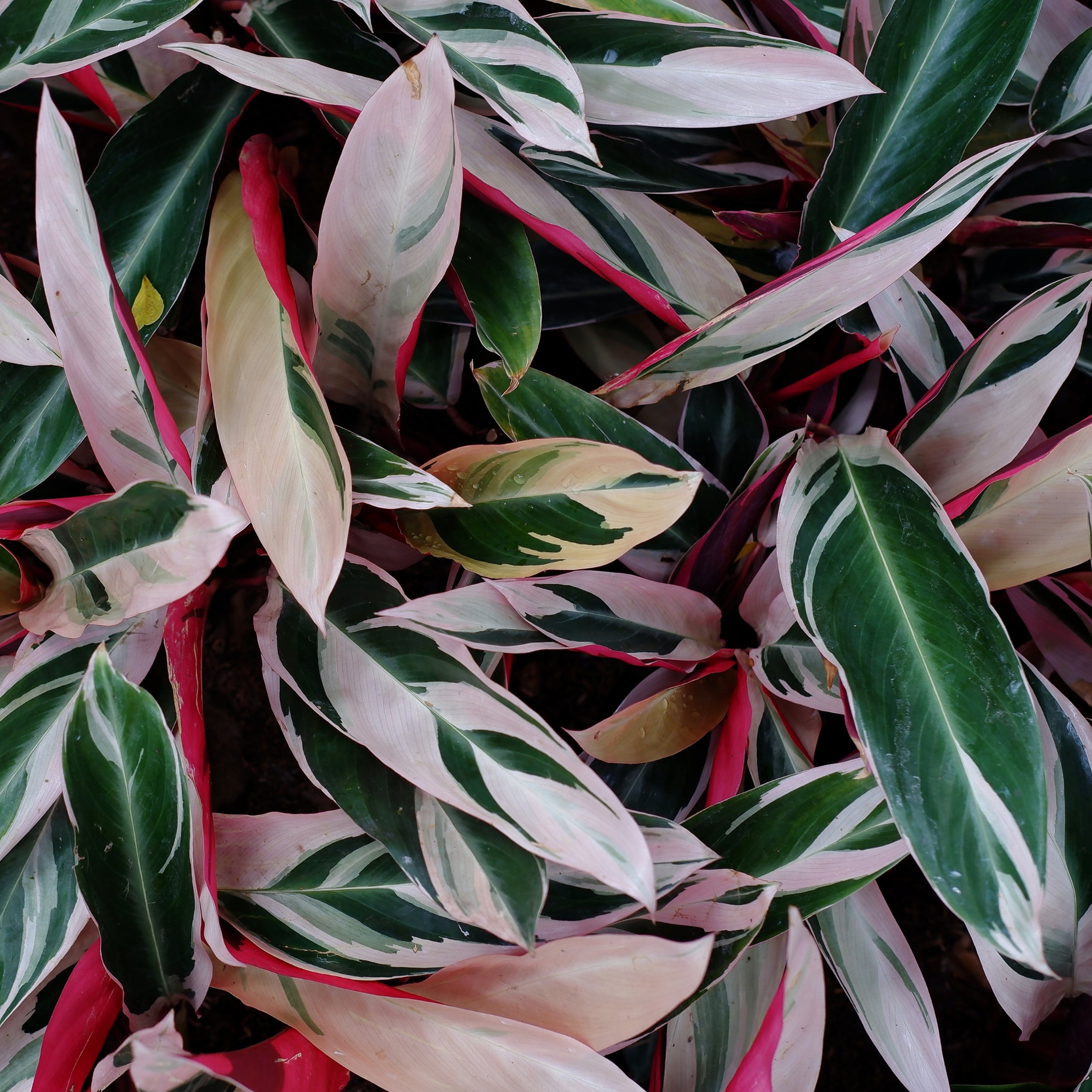 Stromanthe Sanguinea Triostar, Calathea Triostar - Plant - Image 2