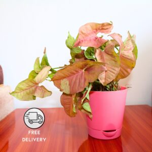 Live Syngonium Pink Neon Plant - With Self Watering Pot
