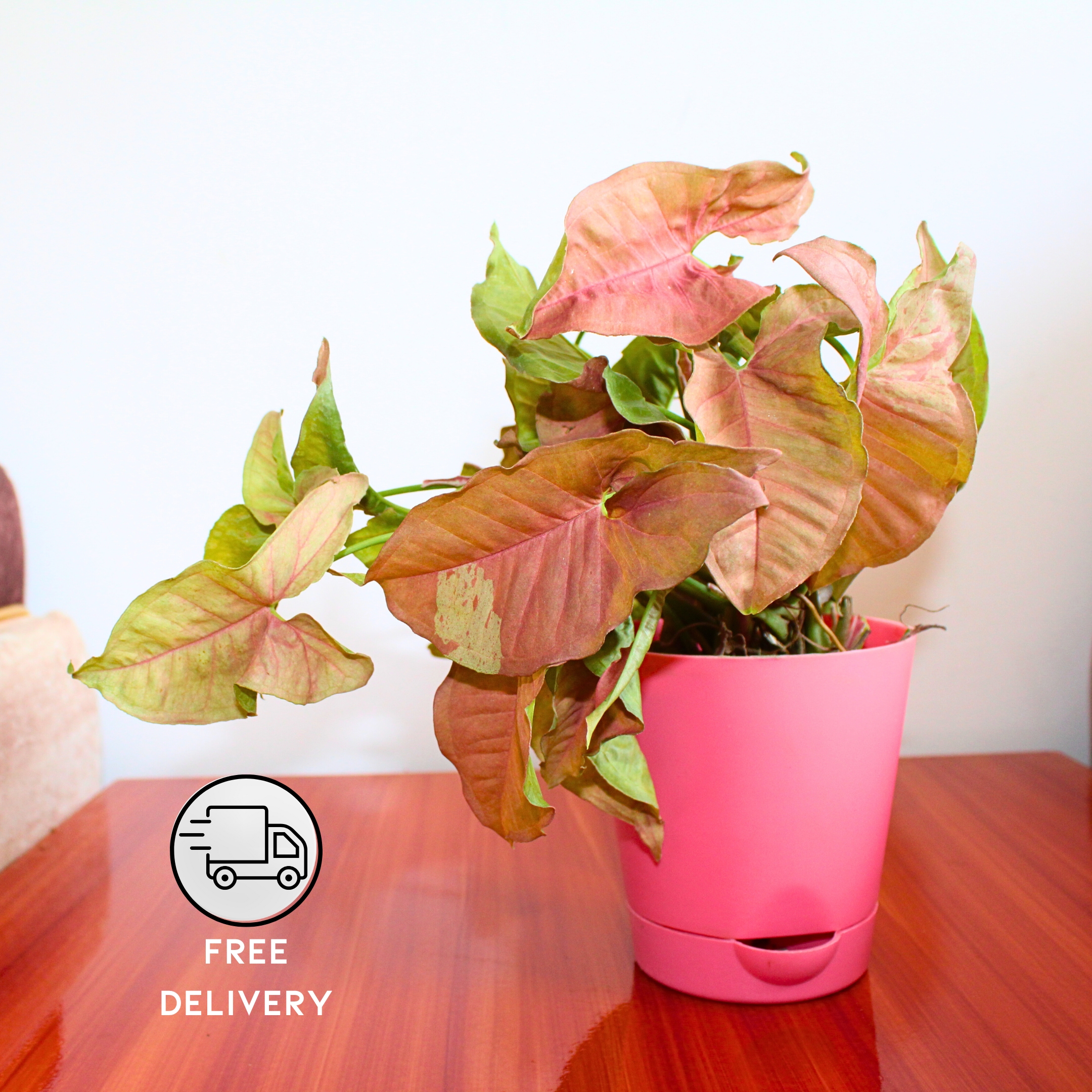 Live Syngonium Pink Neon Plant - With Self Watering Pot