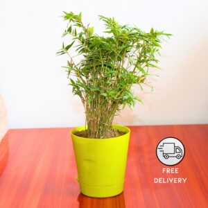 Good Luck Golden Chinese Bamboo Plant - With Self Watering pot