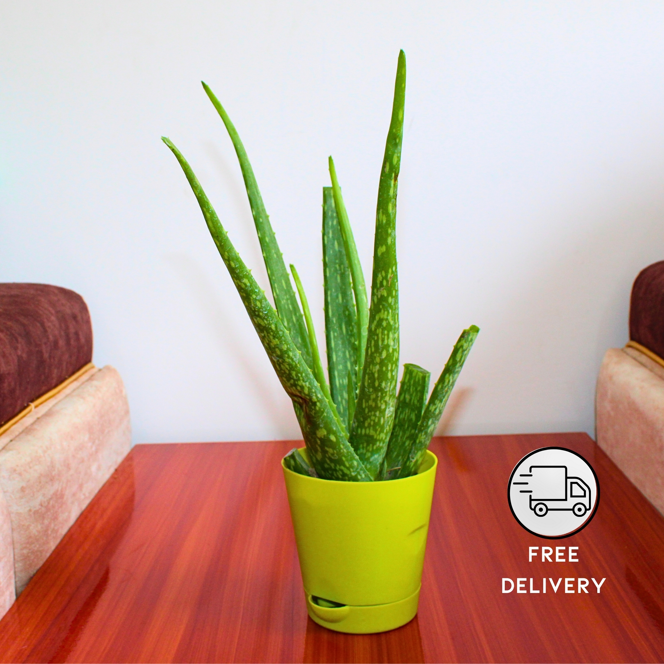 Live Aloe Vera Medicinal Succulent Plant - With Self Watering Pot