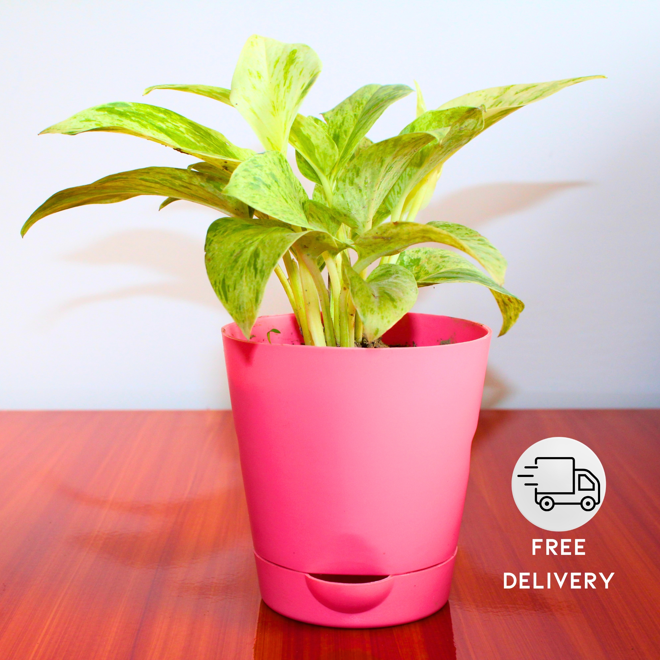 Marble Queen Money plant (Marble Queen Pothos) - With Self Watering Pot - Pack Of 2