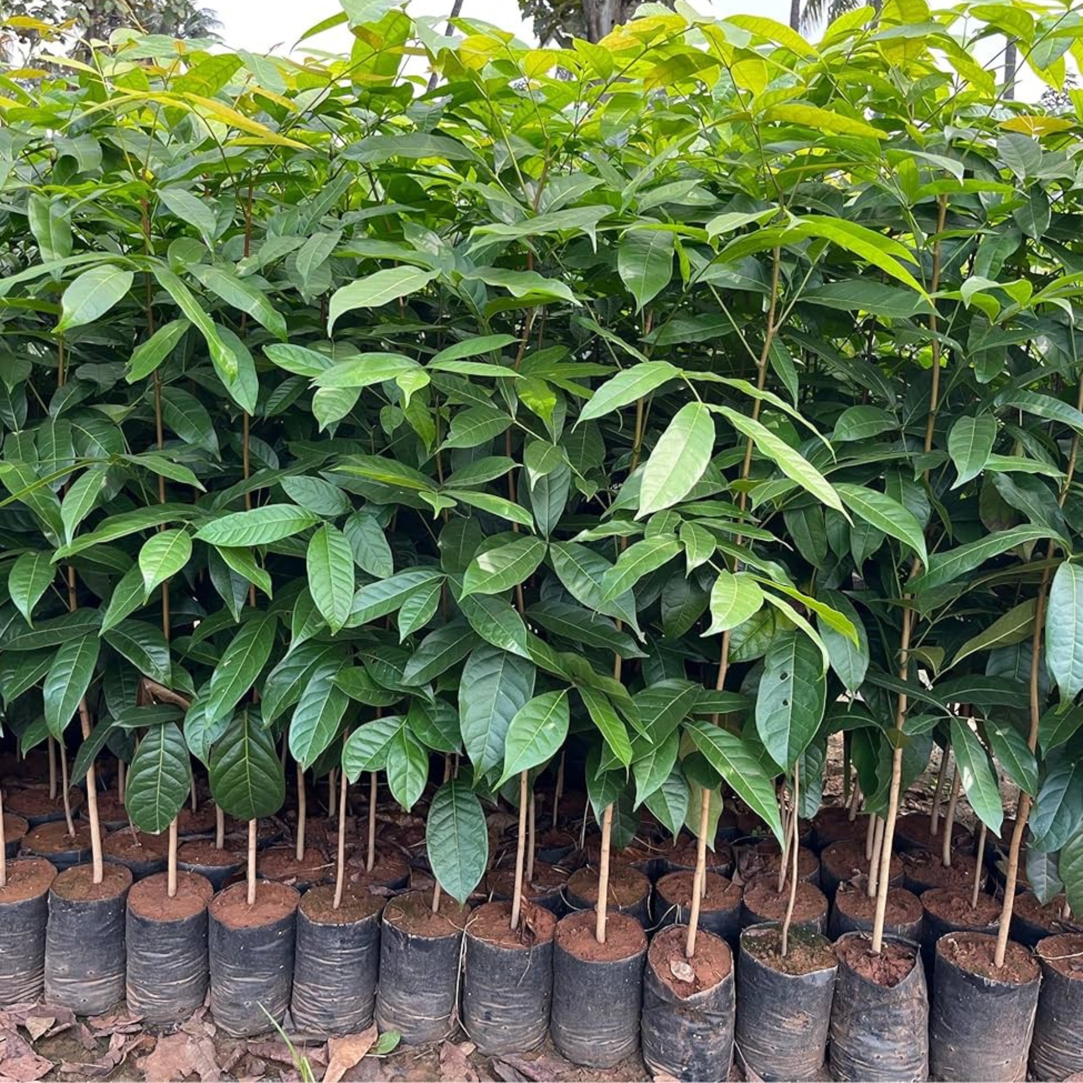 Mahogany Plant Live (Swietenia macrophylla Plant) - Image 2