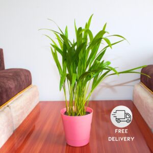 Areca Palm Plant With Self Watering Pot
