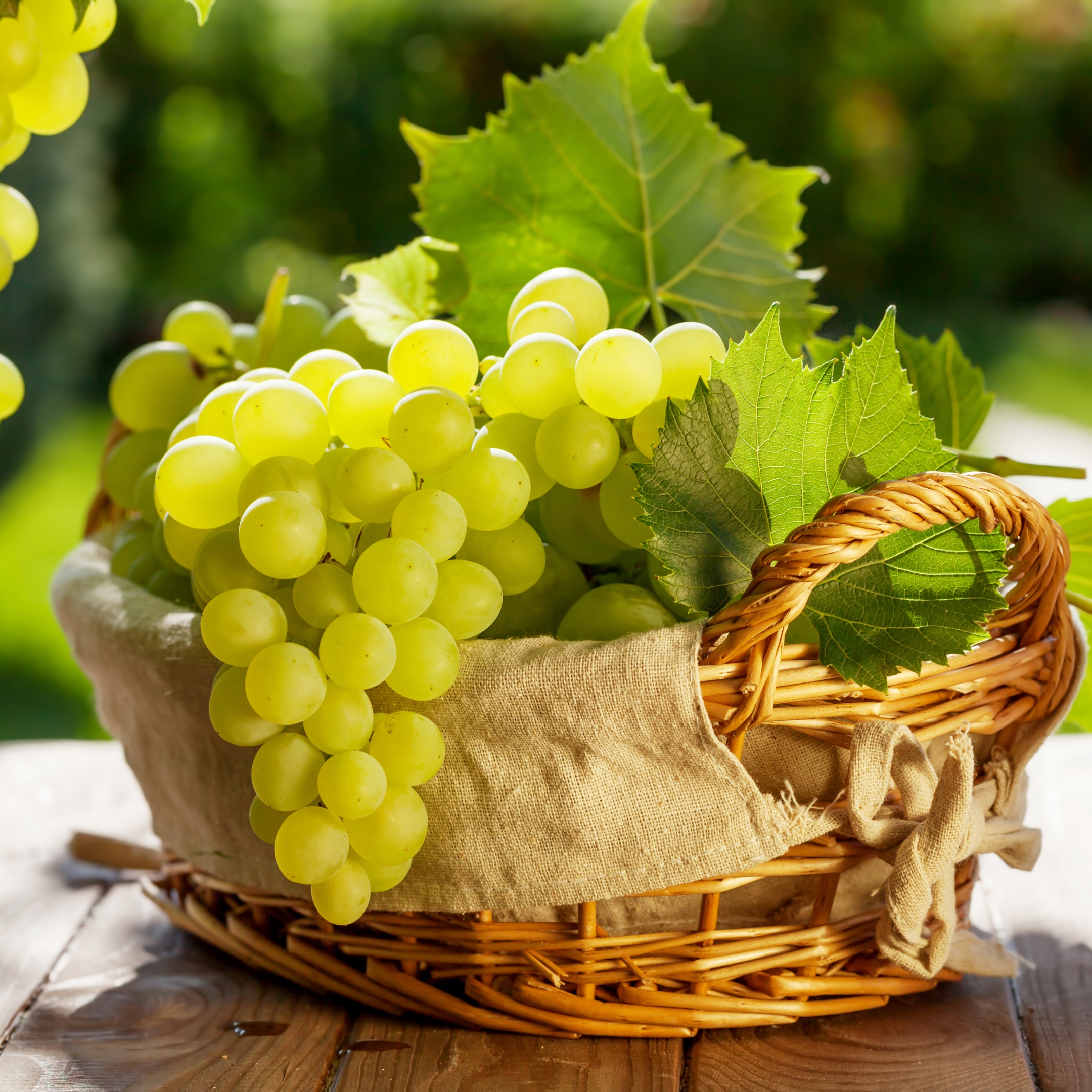 Grape Plant, Angoor Plant (Seedless) – Pack Of 2 - Image 2