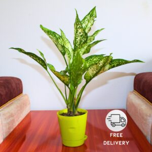 Aglaonema Snow White Plant (Chinese Evergreen Indoor Plant) – With Self Watering Pot
