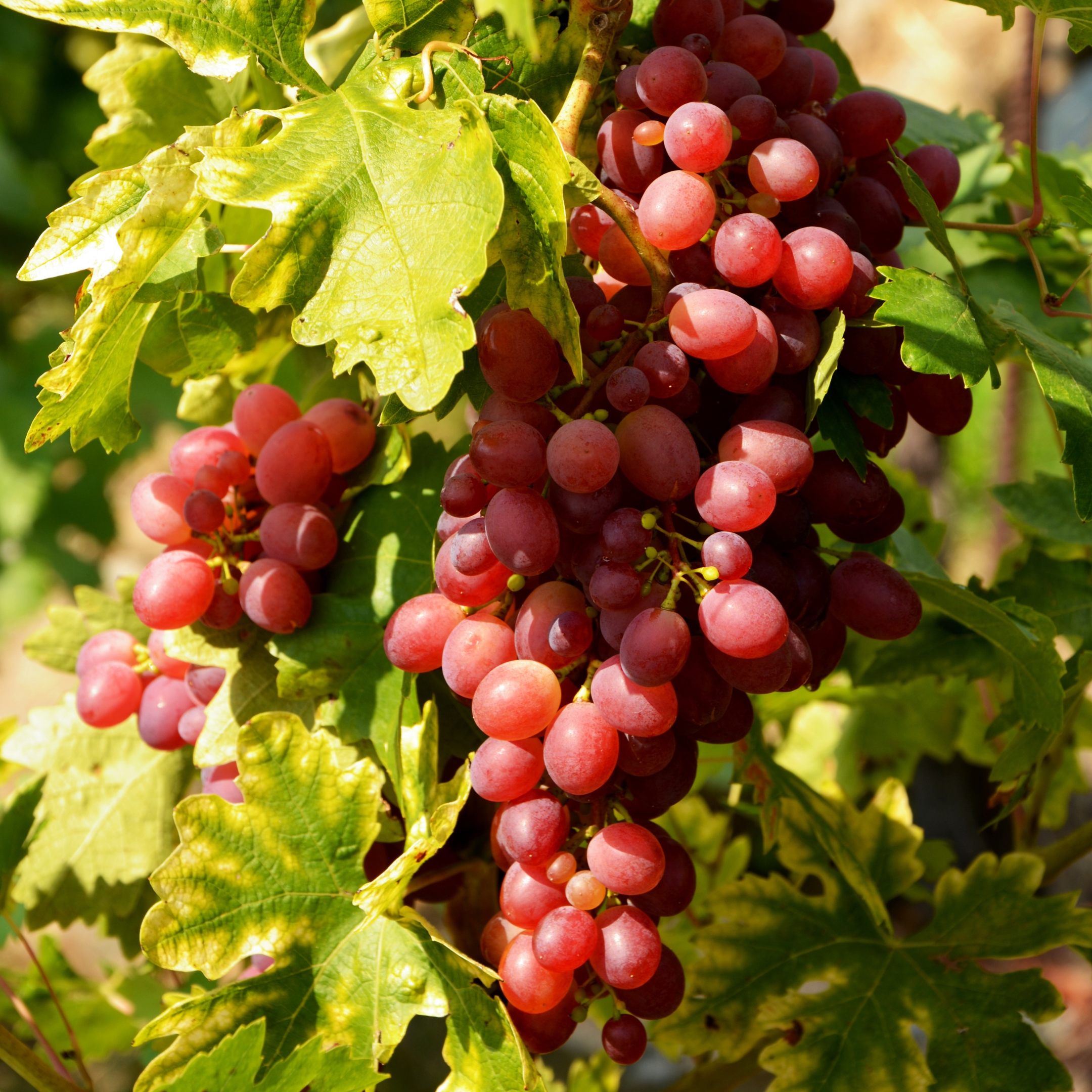 Seedless Red Grapes Plant (Angoor) - Pack Of 2 - Image 2