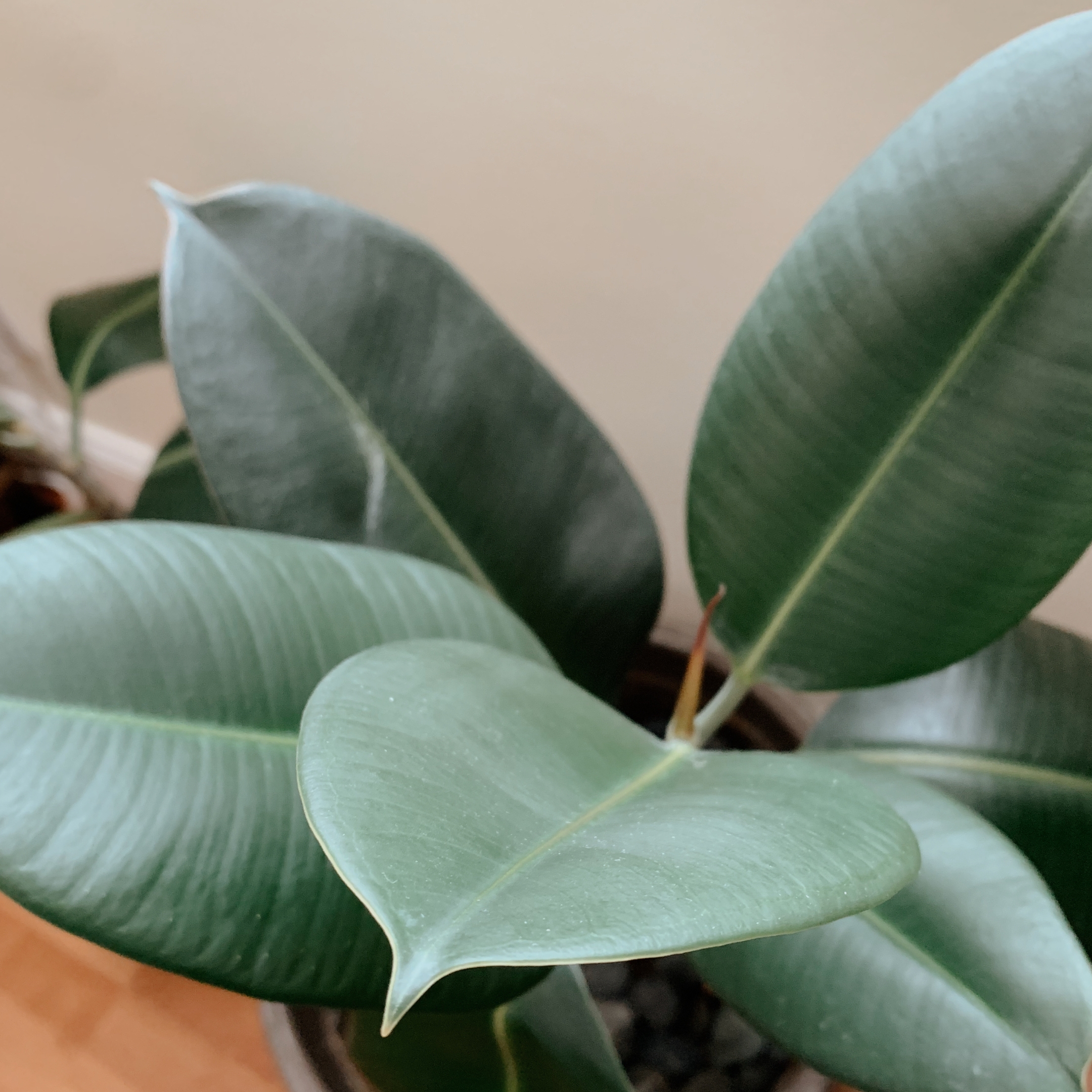Rubber Plant (Green) - Image 2