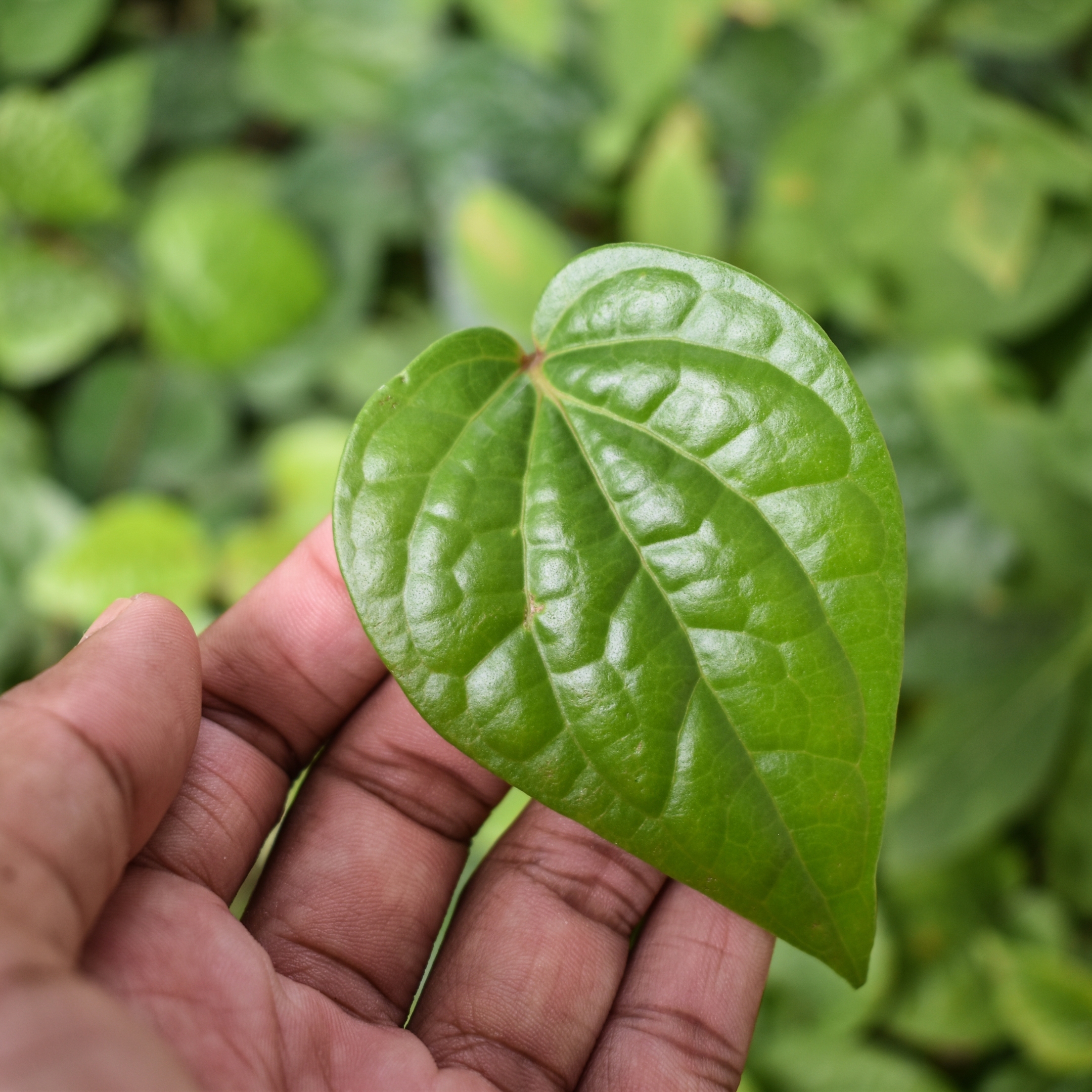 Betel Leaf Plant (Magai Paan Plant) - Pack Of 2 - Image 2