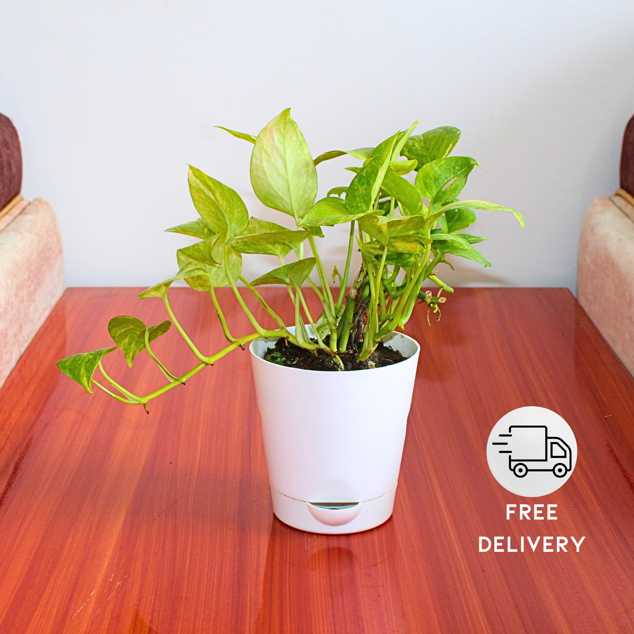 Good Luck Golden Money Plant (Variegated) - With Self Watering Pot