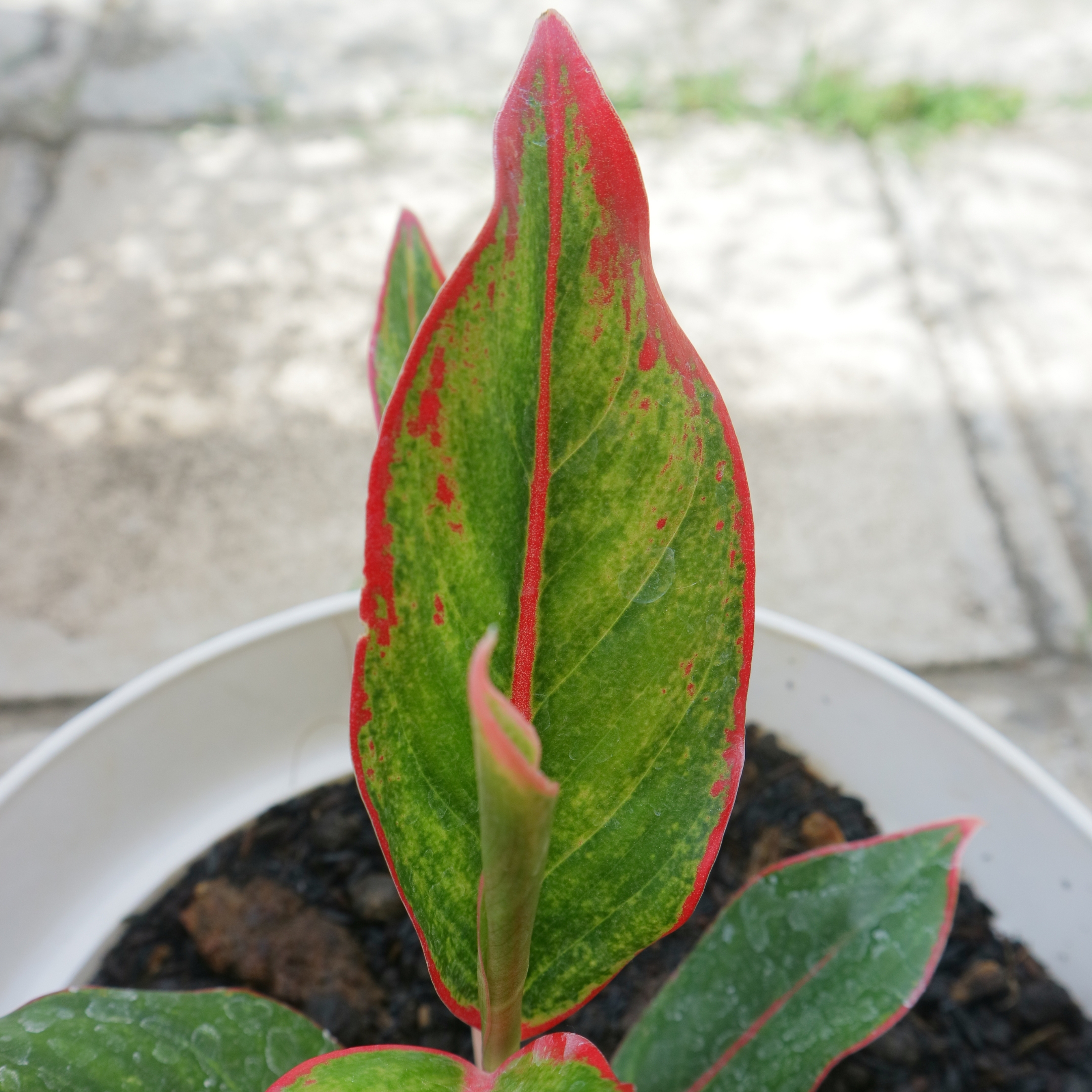 Aglaonema Red Natural Live Plant Indoor - Image 3