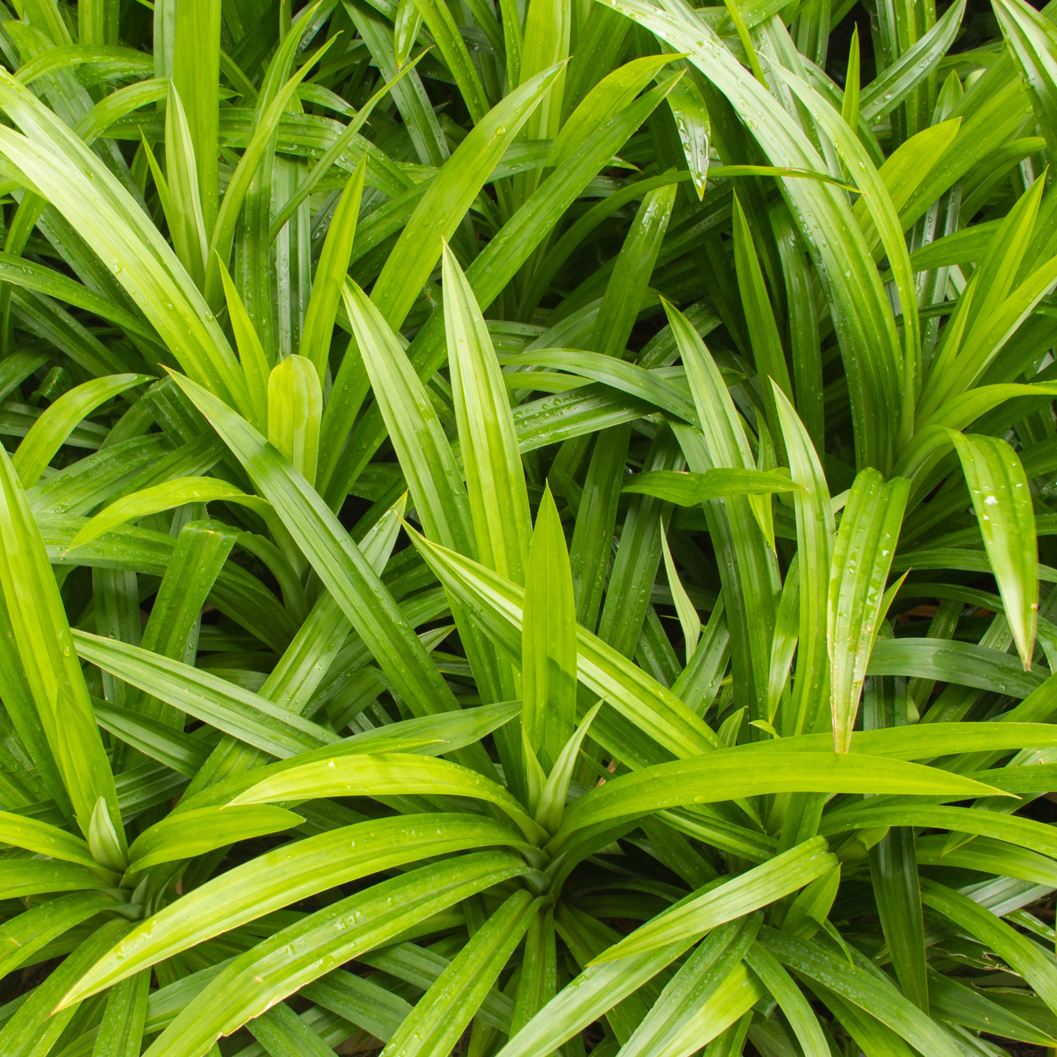 Payas Plant (Biryani Leaf Plant, Fragrant Pandan plant) - Image 3