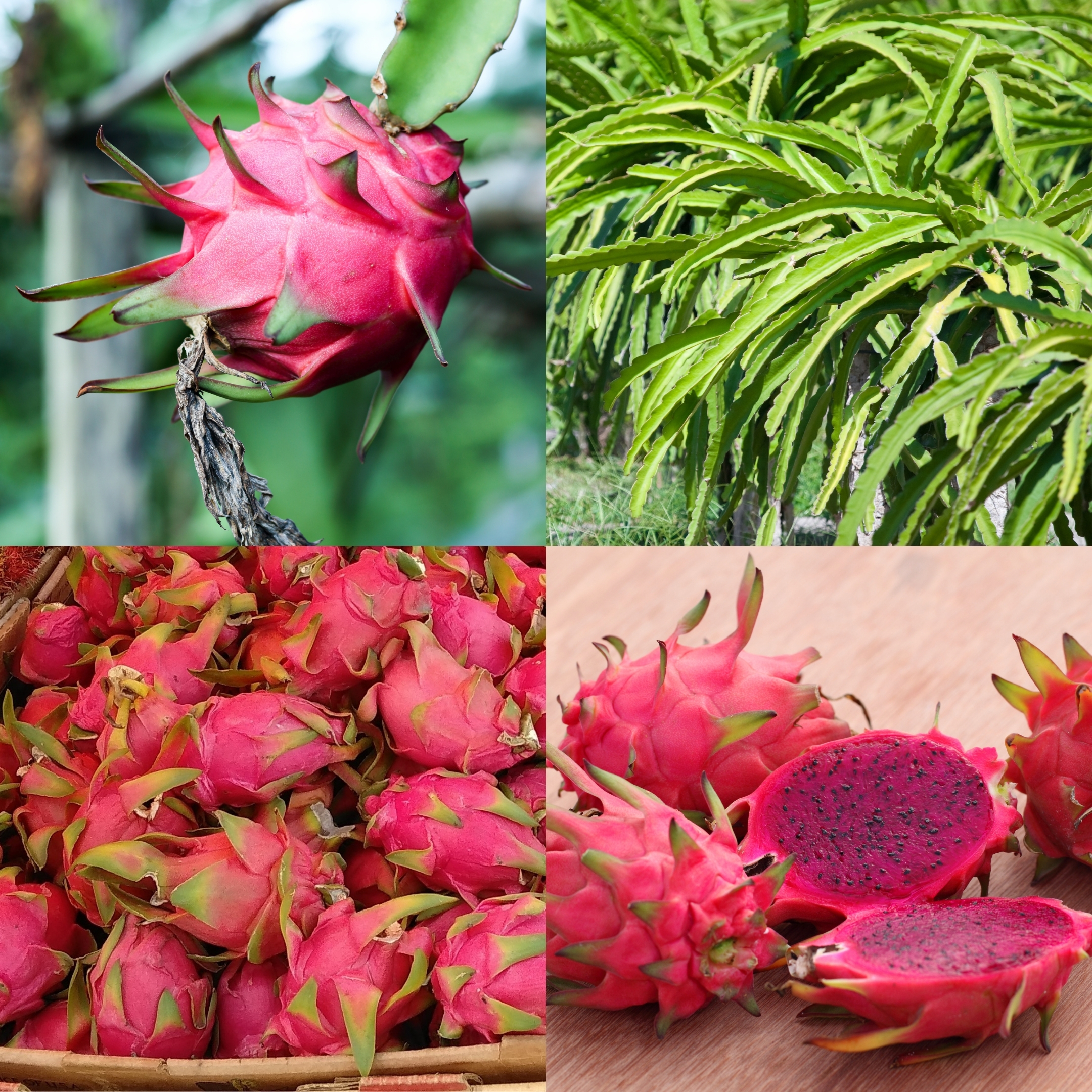 Dragon Fruit - Plant (Pink Flesh) - Image 2