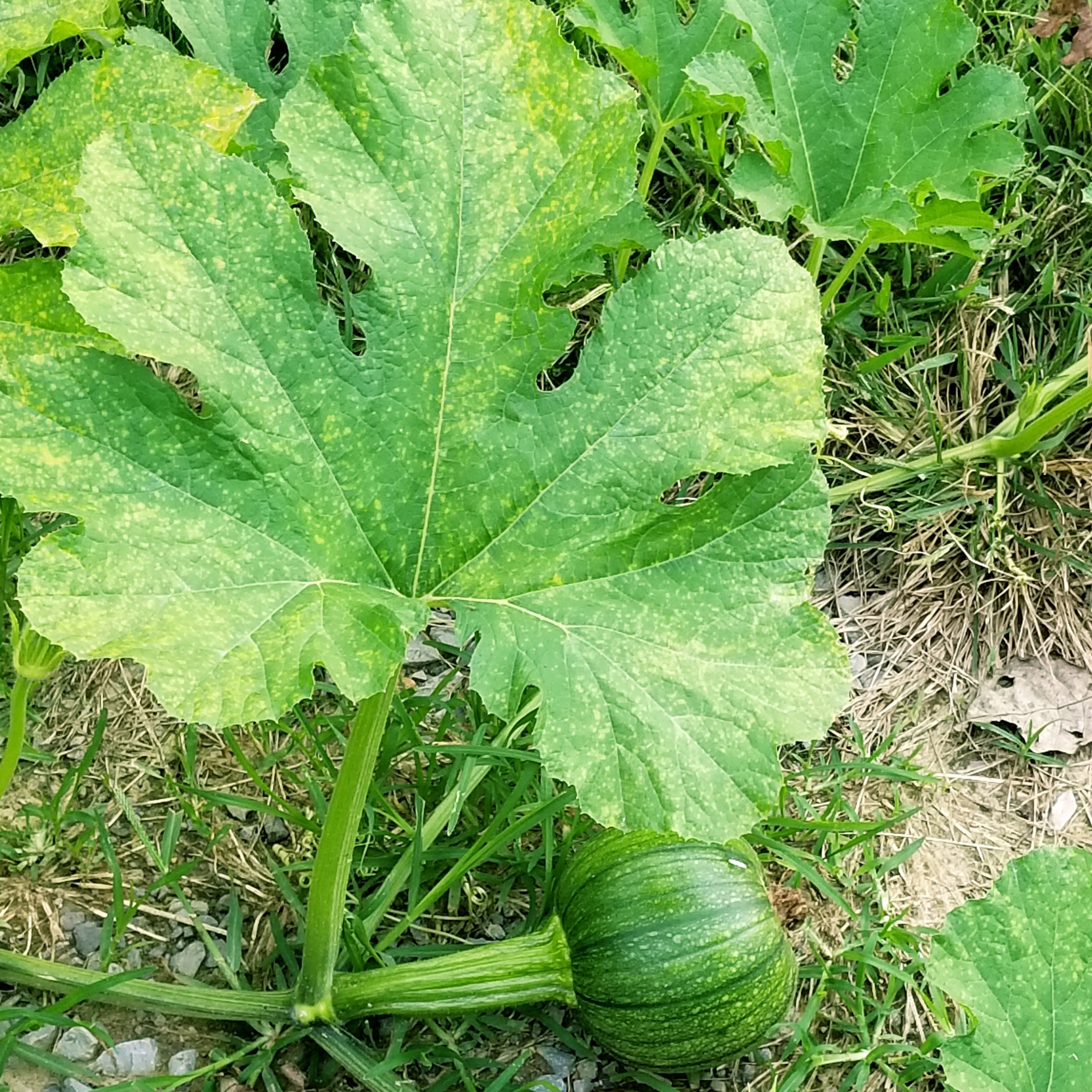 Pumpkin Plant Live (Kaddu) - Image 3