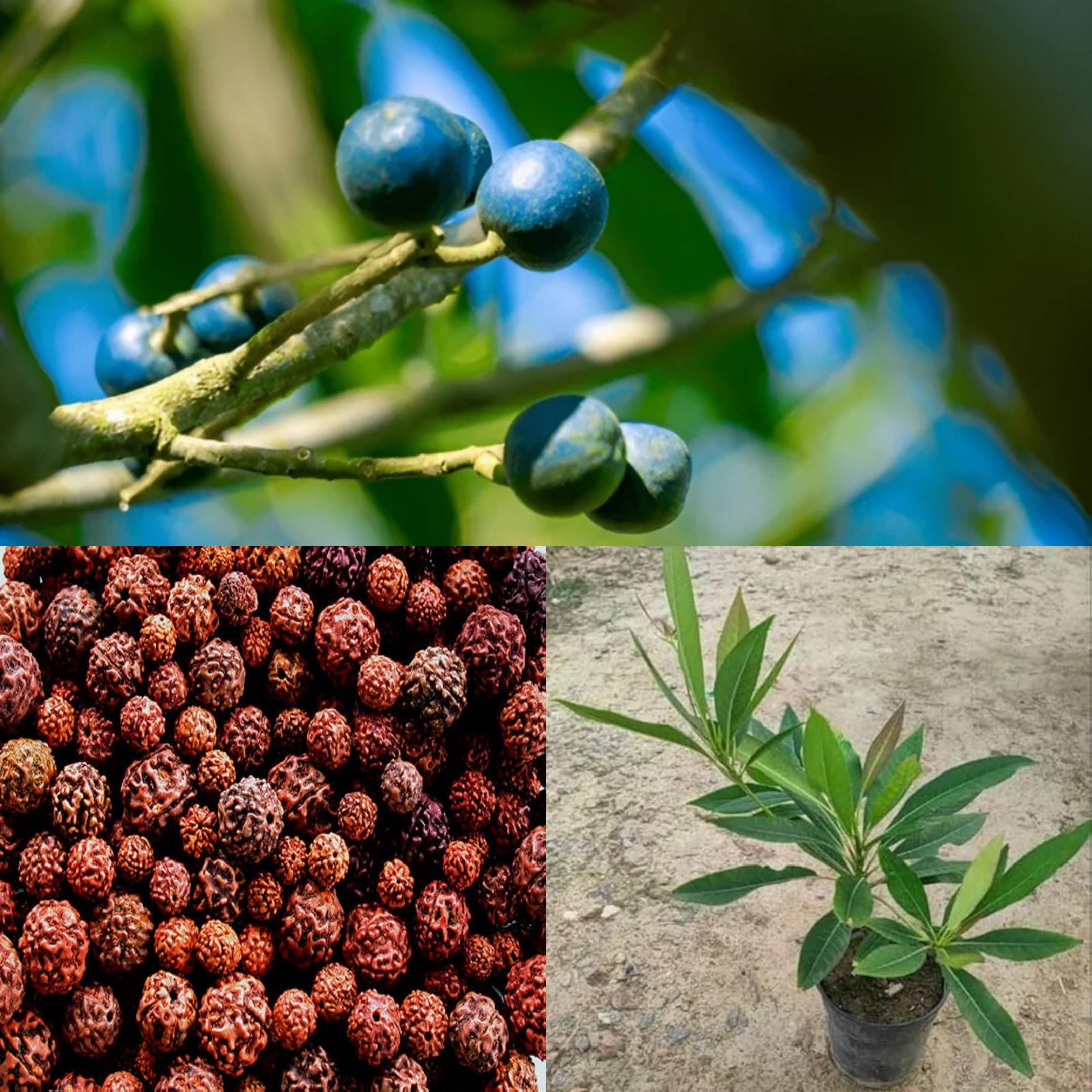 Rudraksha Plant- live plant - Image 3